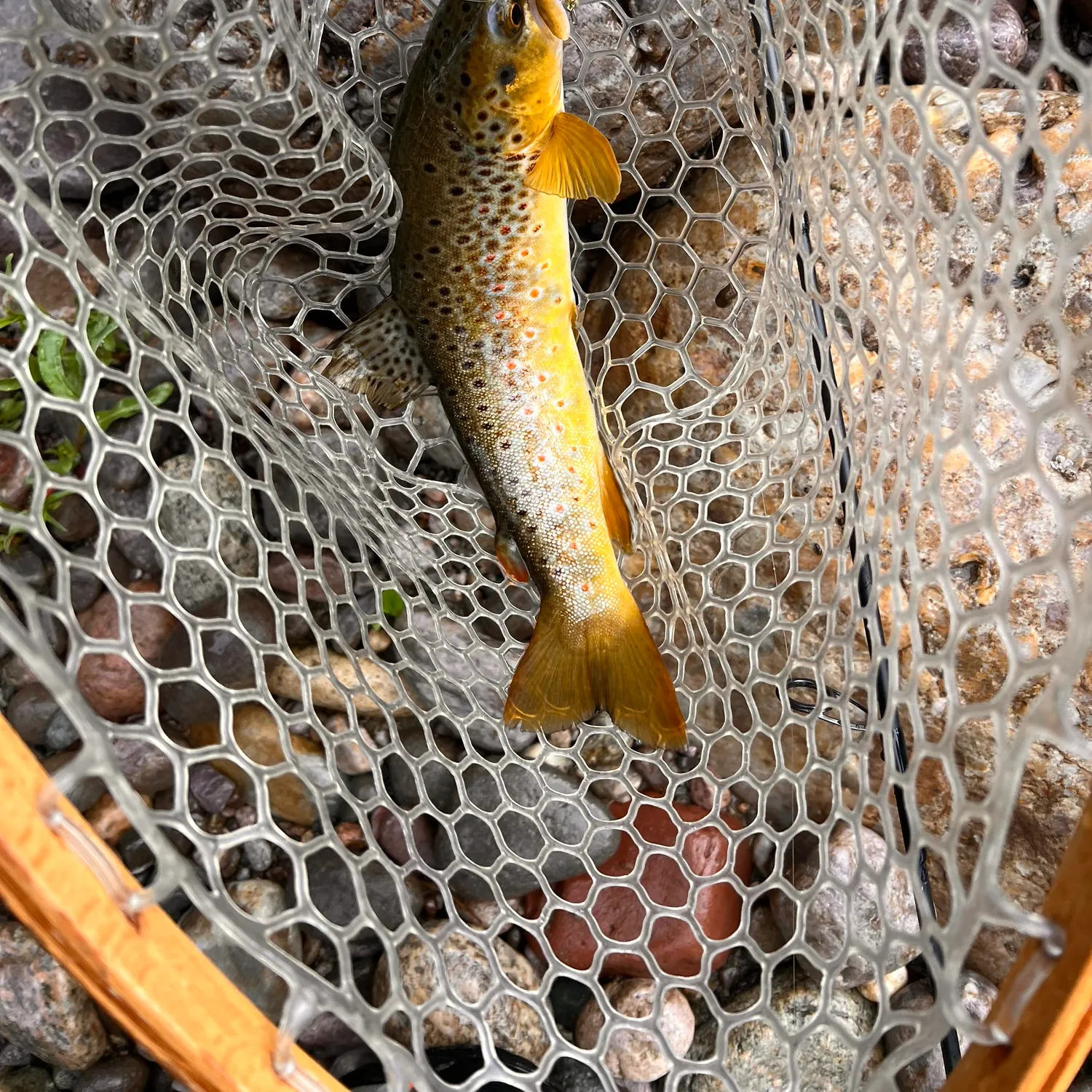 The most recent Brown trout catches on Fishbrain