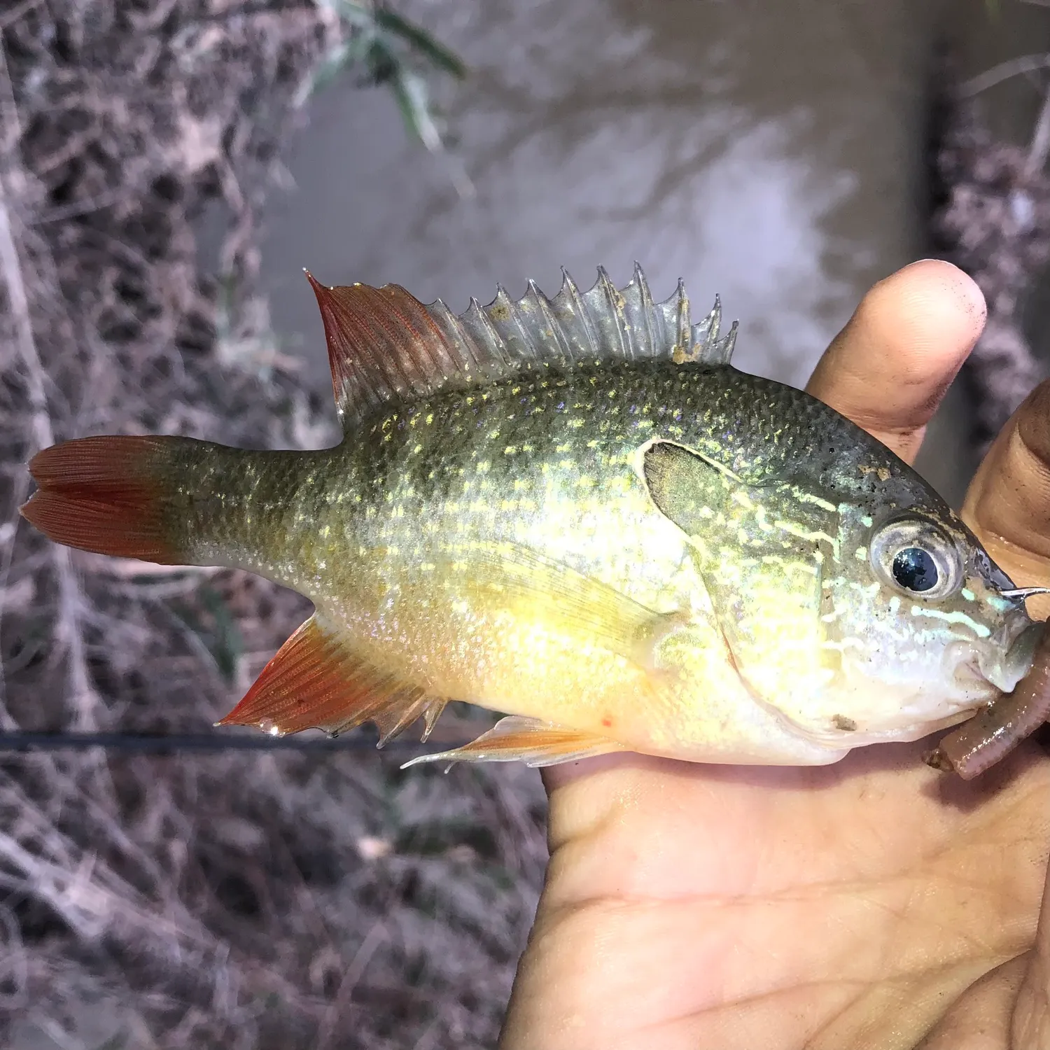 The most popular recent Dollar sunfish catch on Fishbrain