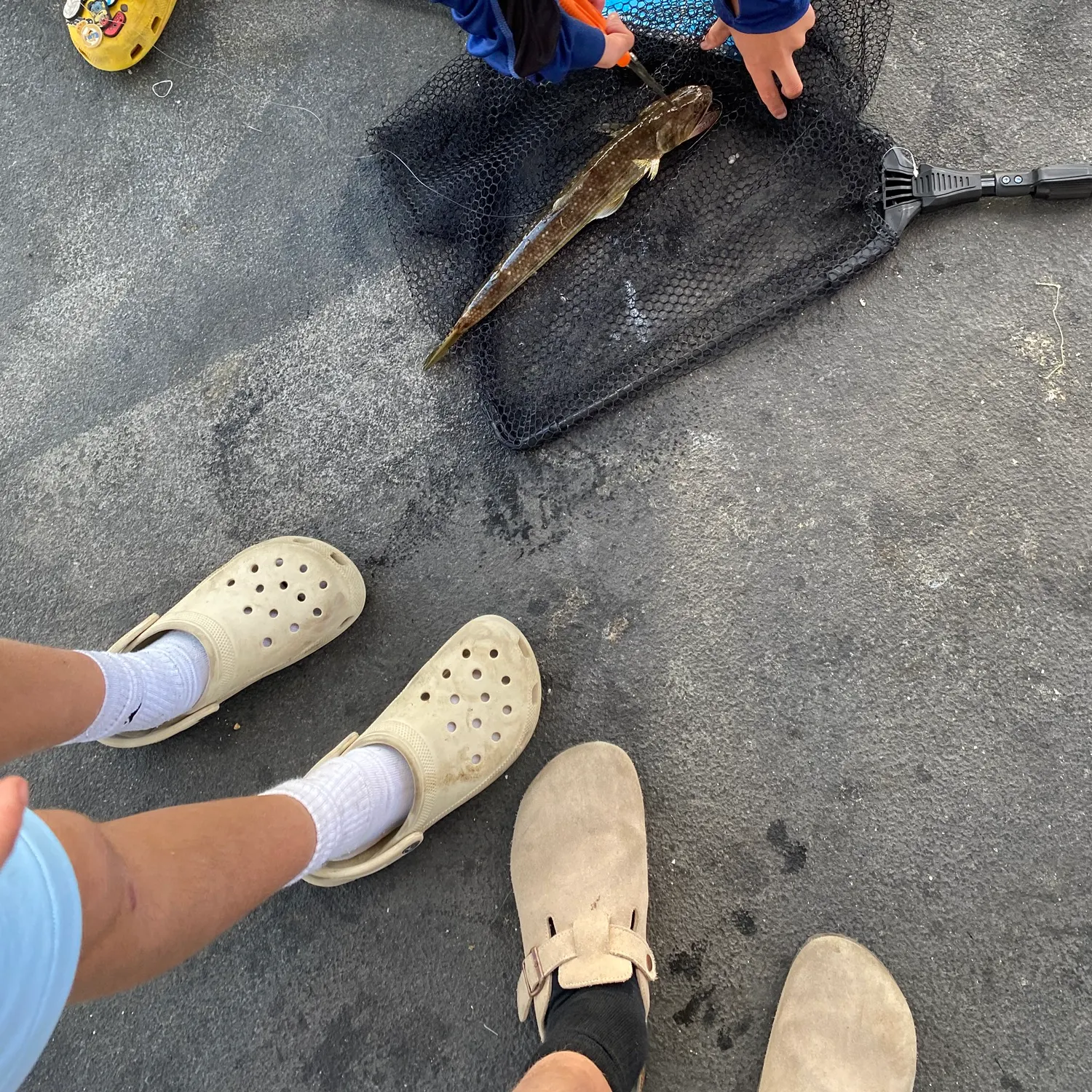 The most recent Sand diver catches on Fishbrain