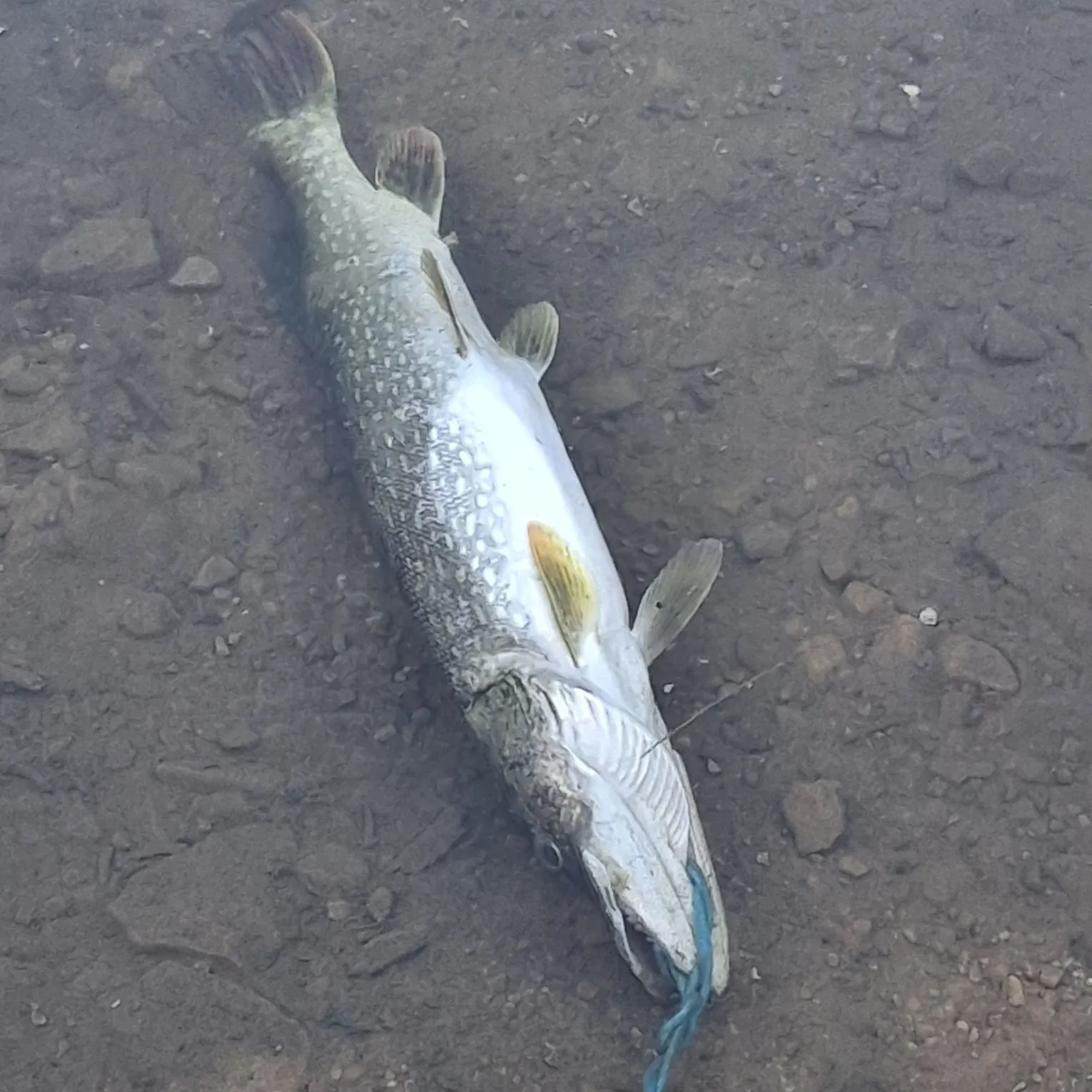 Northern pike caught on Fishbrain