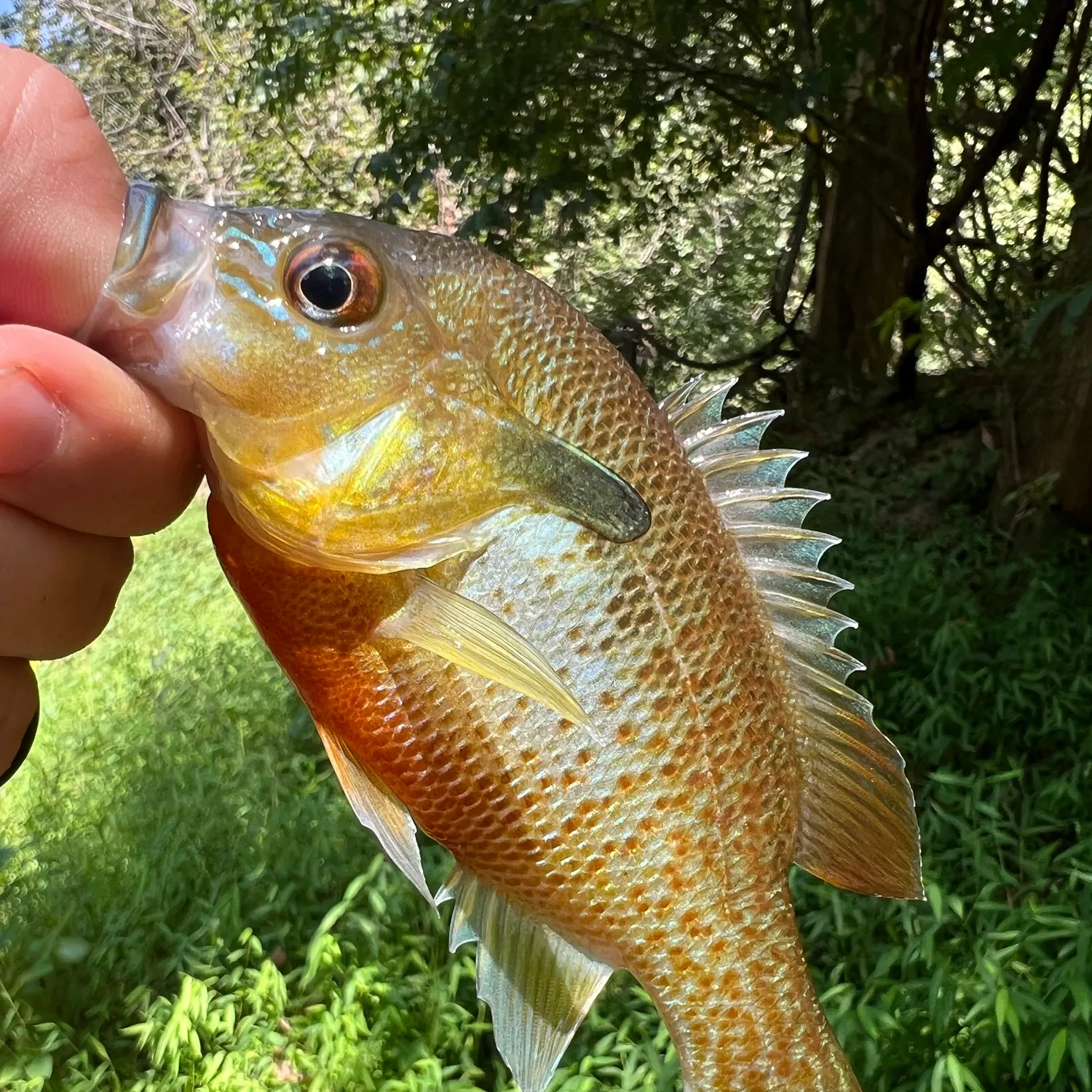 Redbreast sunfish caught on Fishbrain