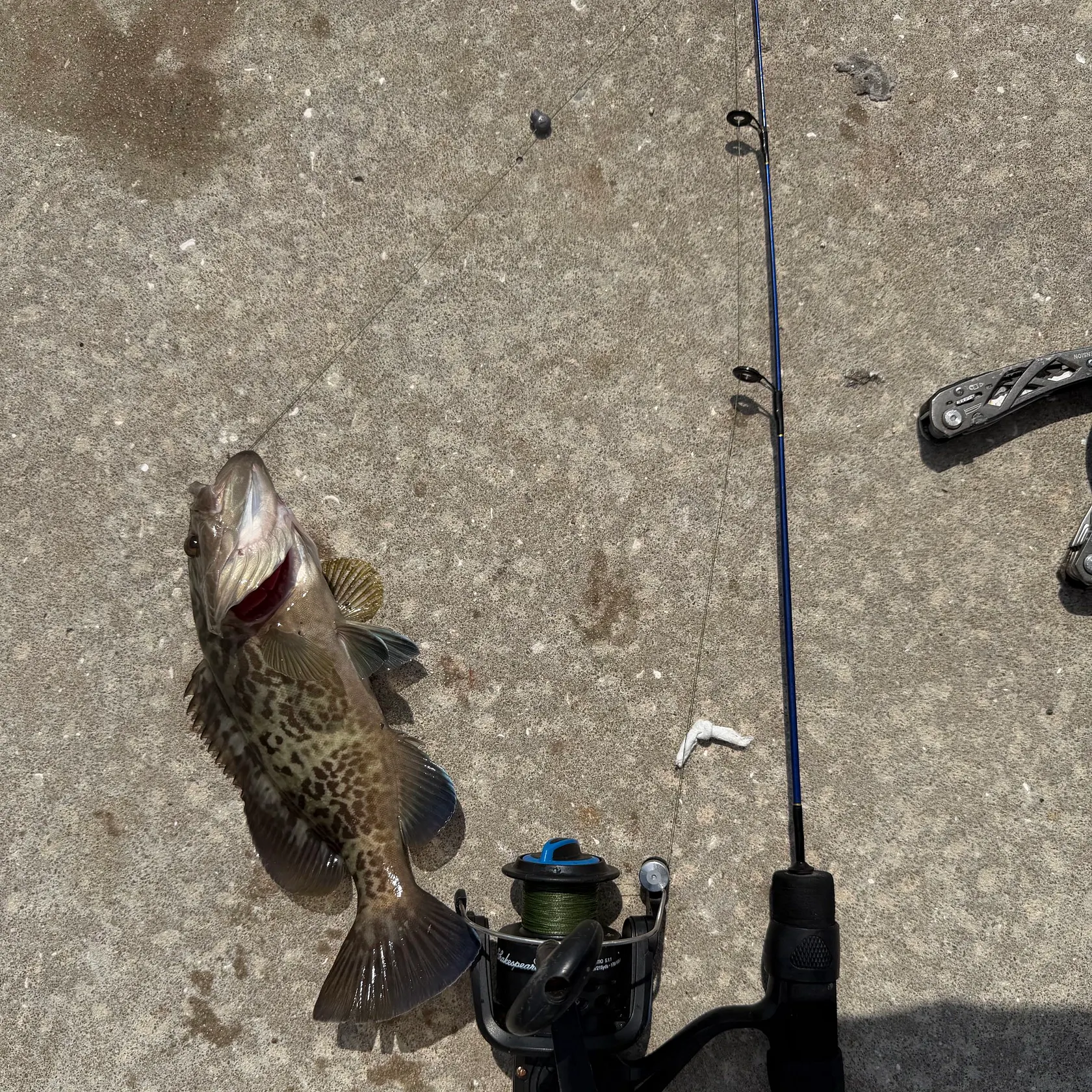 Gag grouper caught on Fishbrain