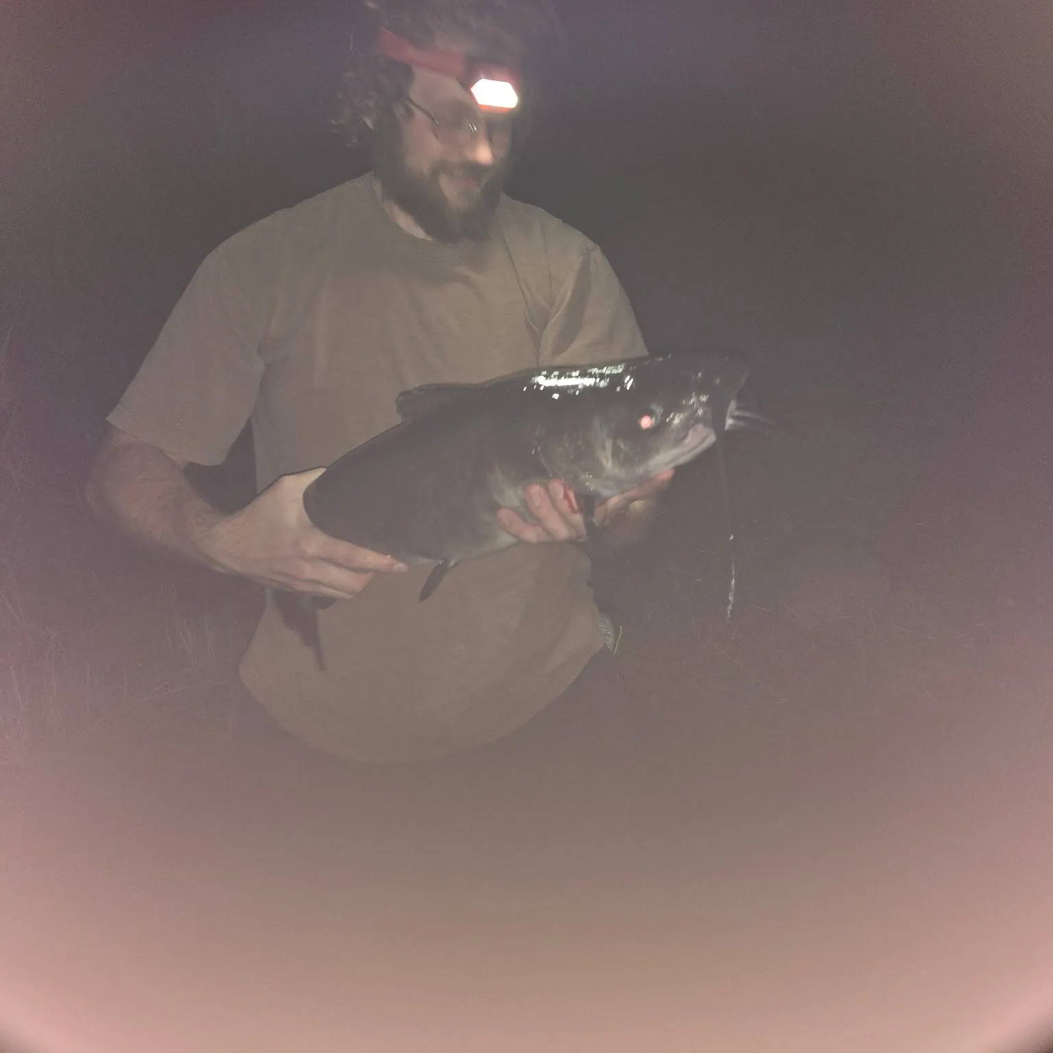Channel catfish caught on Fishbrain