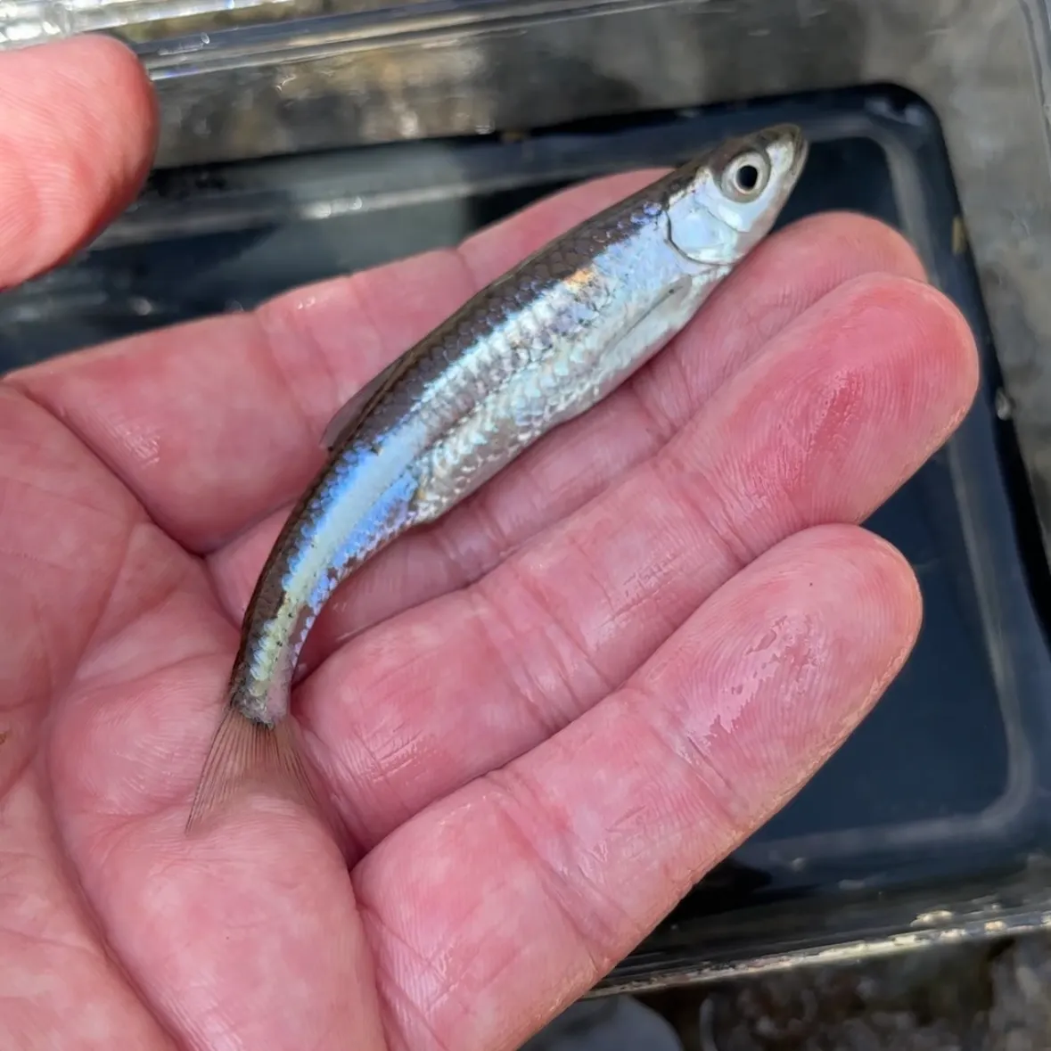 The most recent Silver shiner catches on Fishbrain