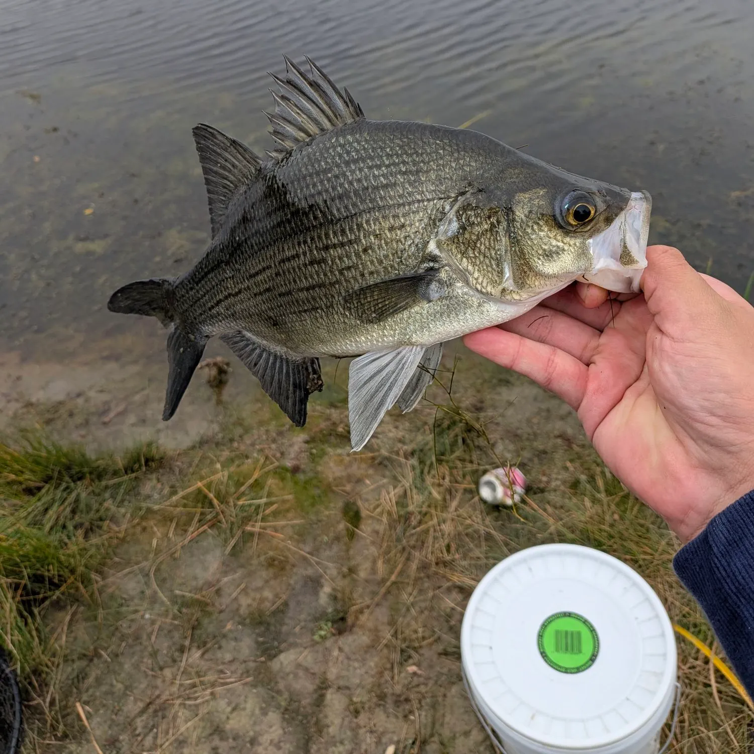 White bass caught on Fishbrain