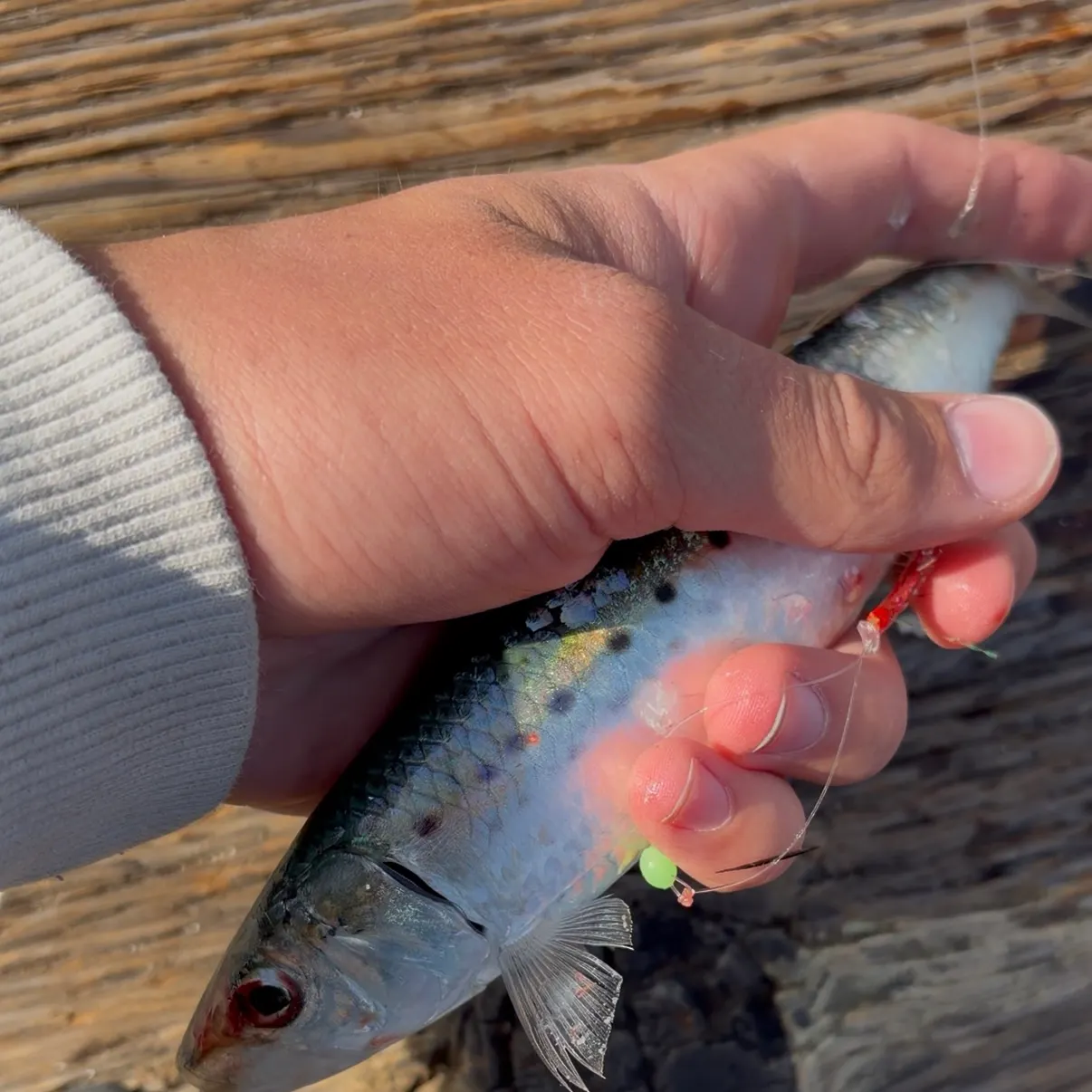 The most recent Pacific sardine catches on Fishbrain