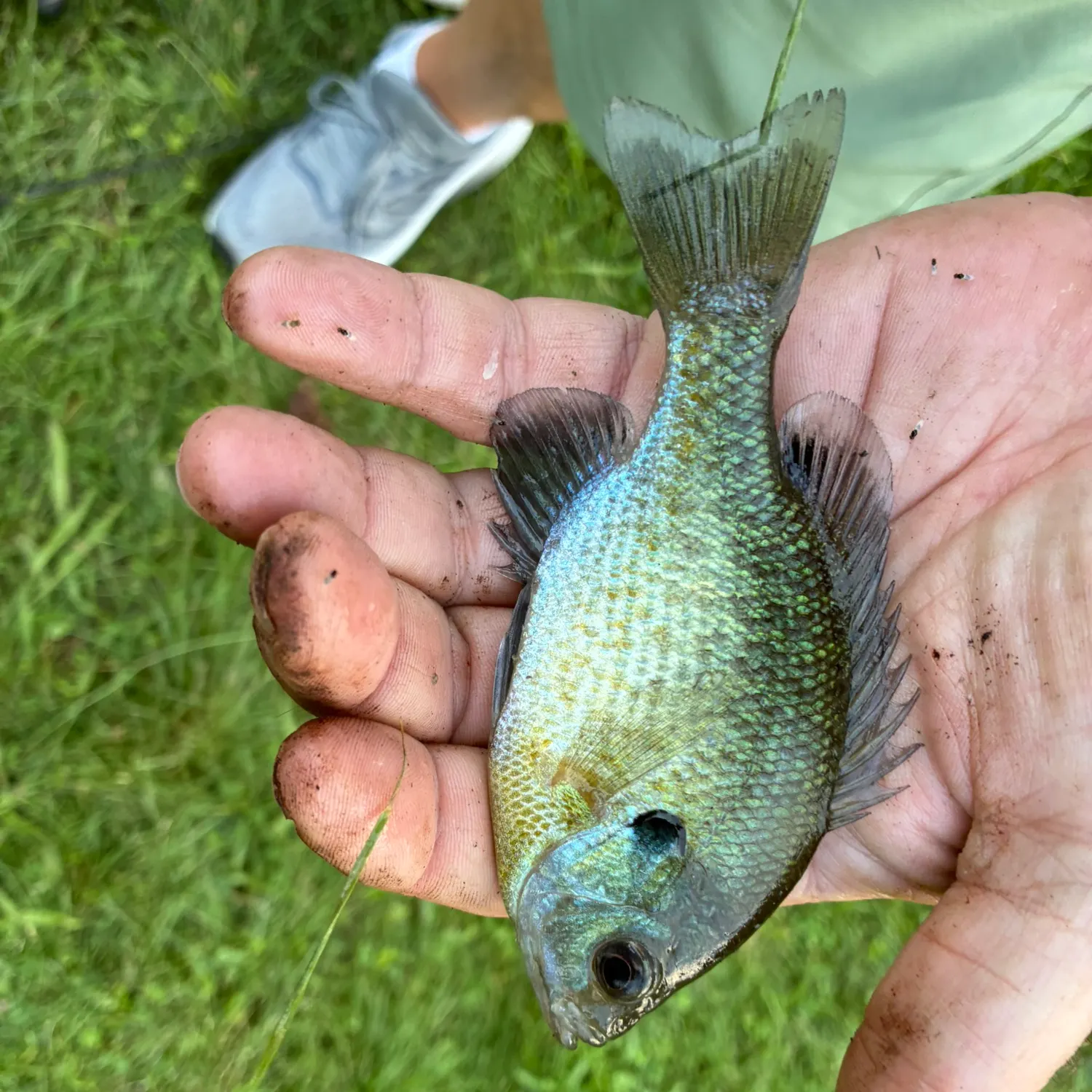 Bluegill caught on Fishbrain