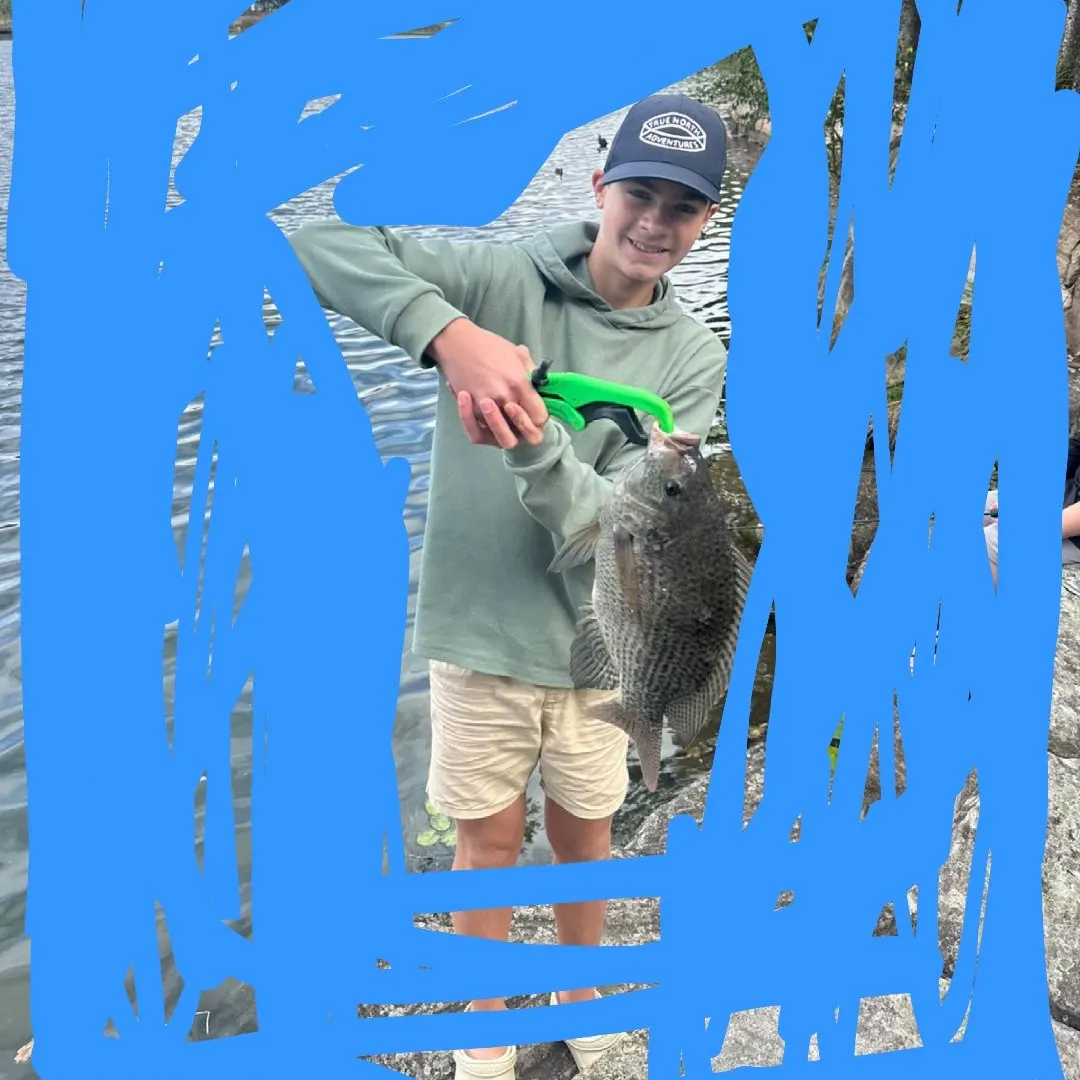 The most recent Mozambique tilapia catches on Fishbrain