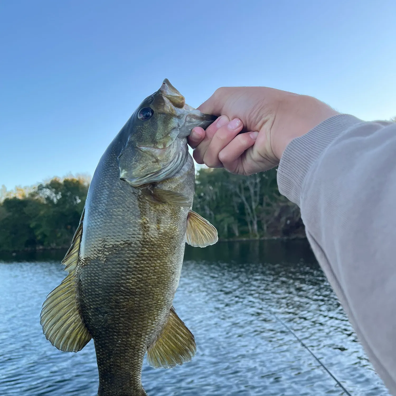 Smallmouth bass caught on Fishbrain