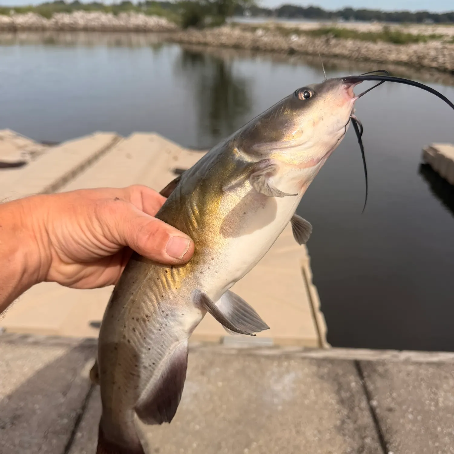Channel catfish caught on Fishbrain