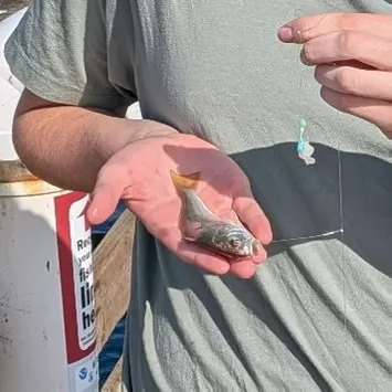 Fish caught on Fishbrain