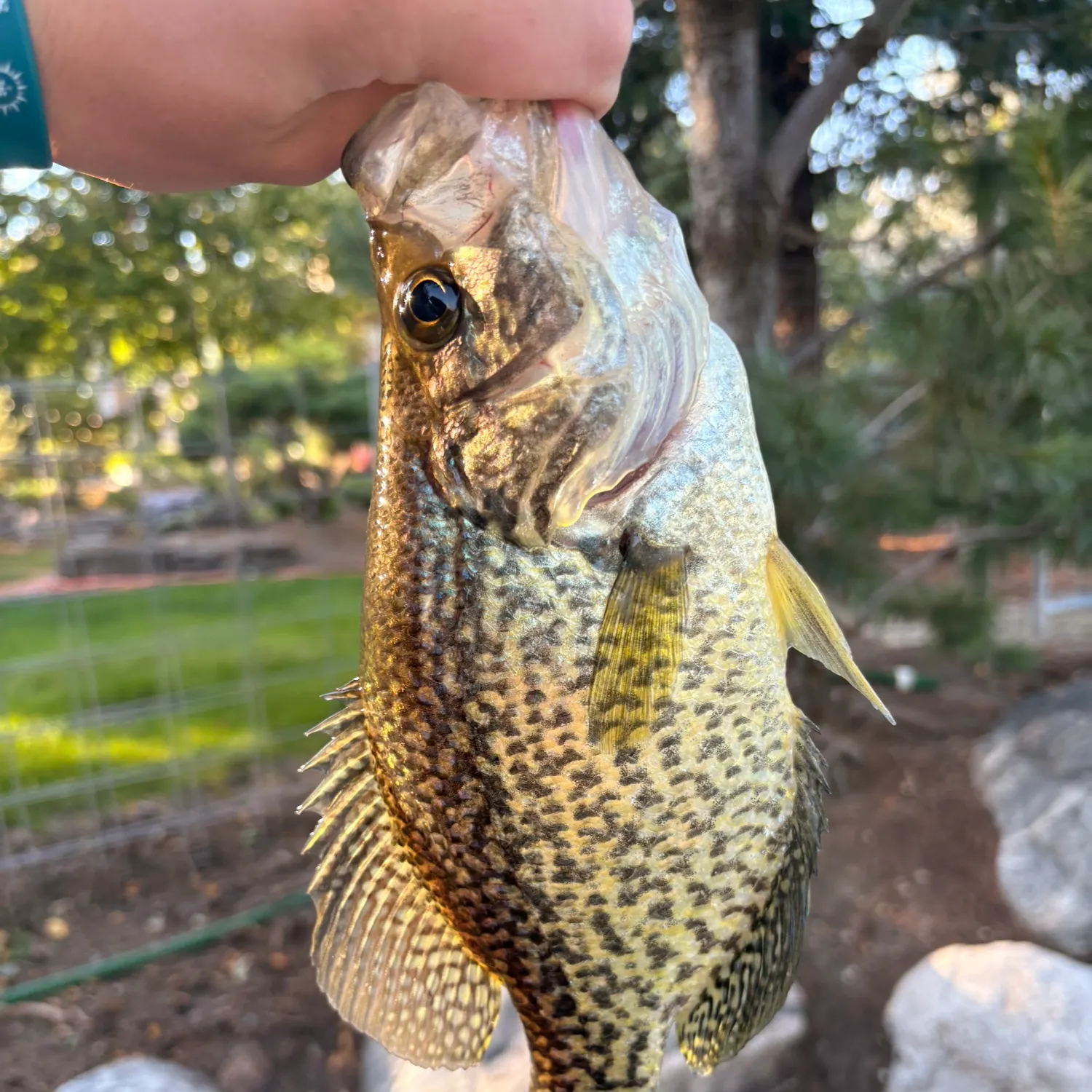 Black crappie caught on Fishbrain
