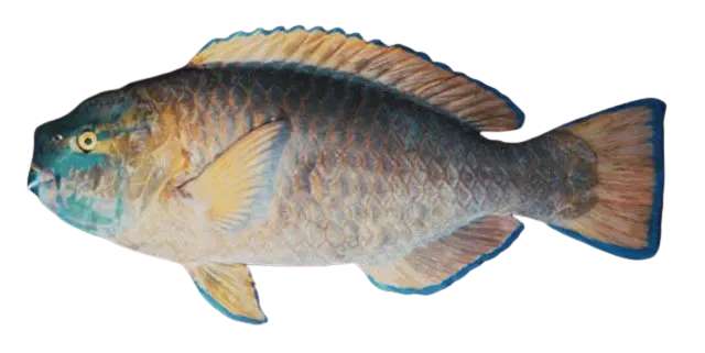 Knobsnout parrotfish