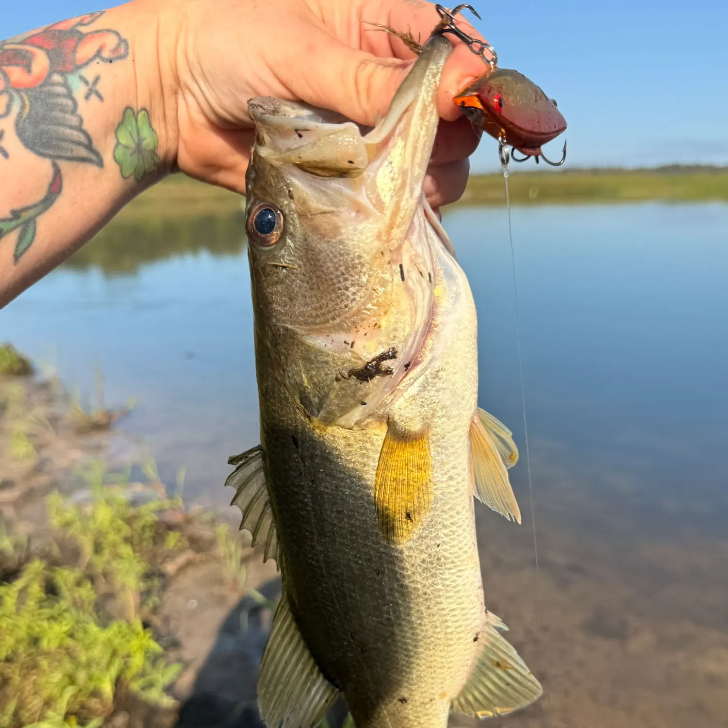 Largemouth bass caught on Fishbrain