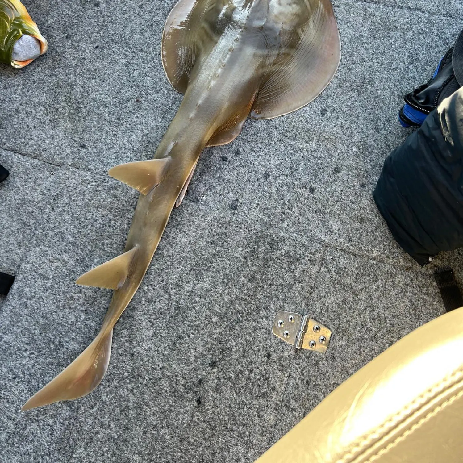 The most recent Southern fiddler catches on Fishbrain