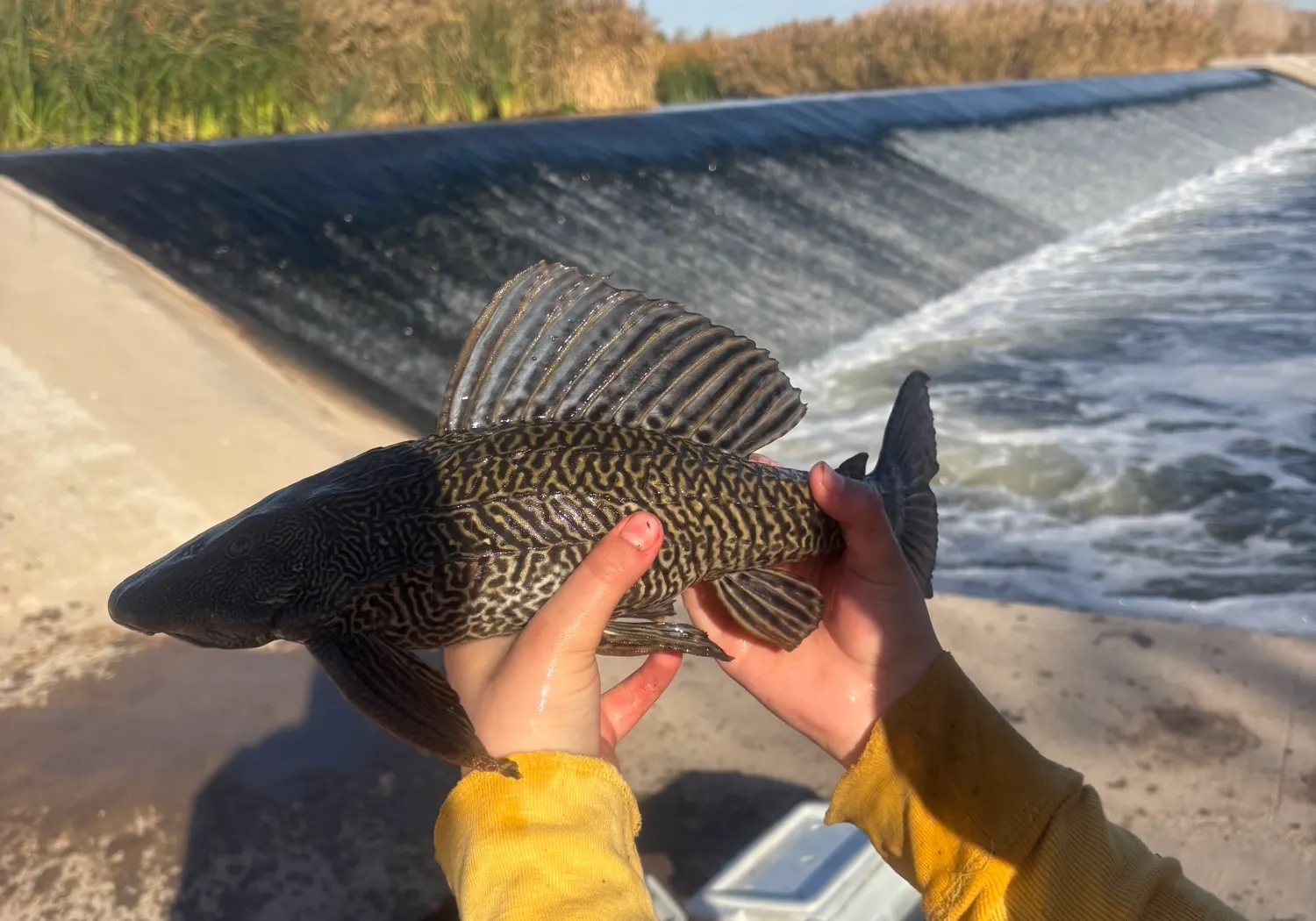 Orinoco sailfin catfish