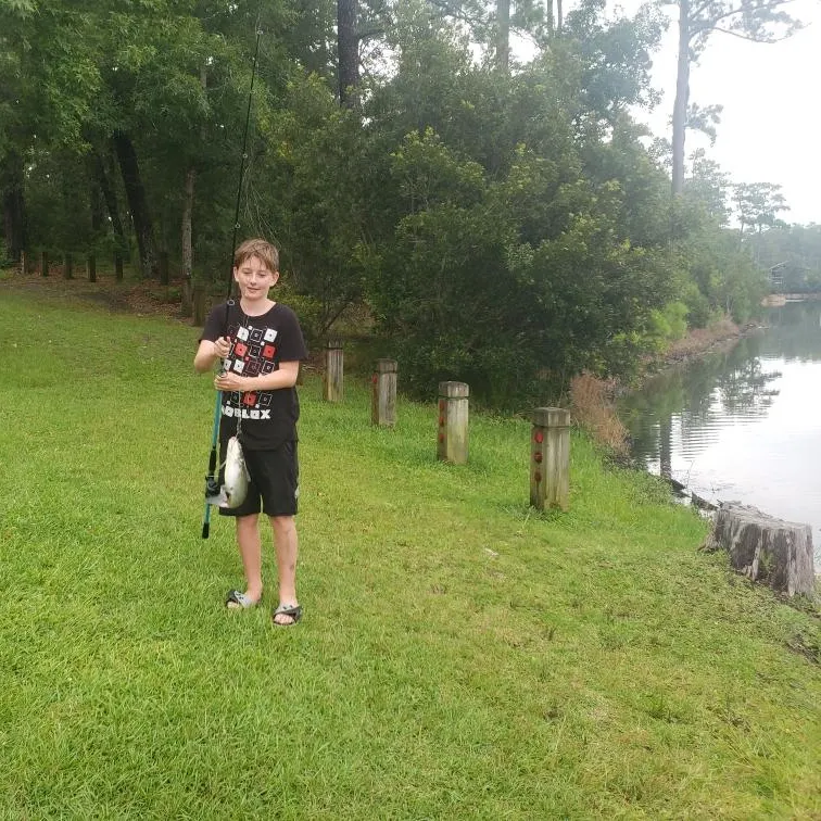 The most recent Giant river-catfish catches on Fishbrain
