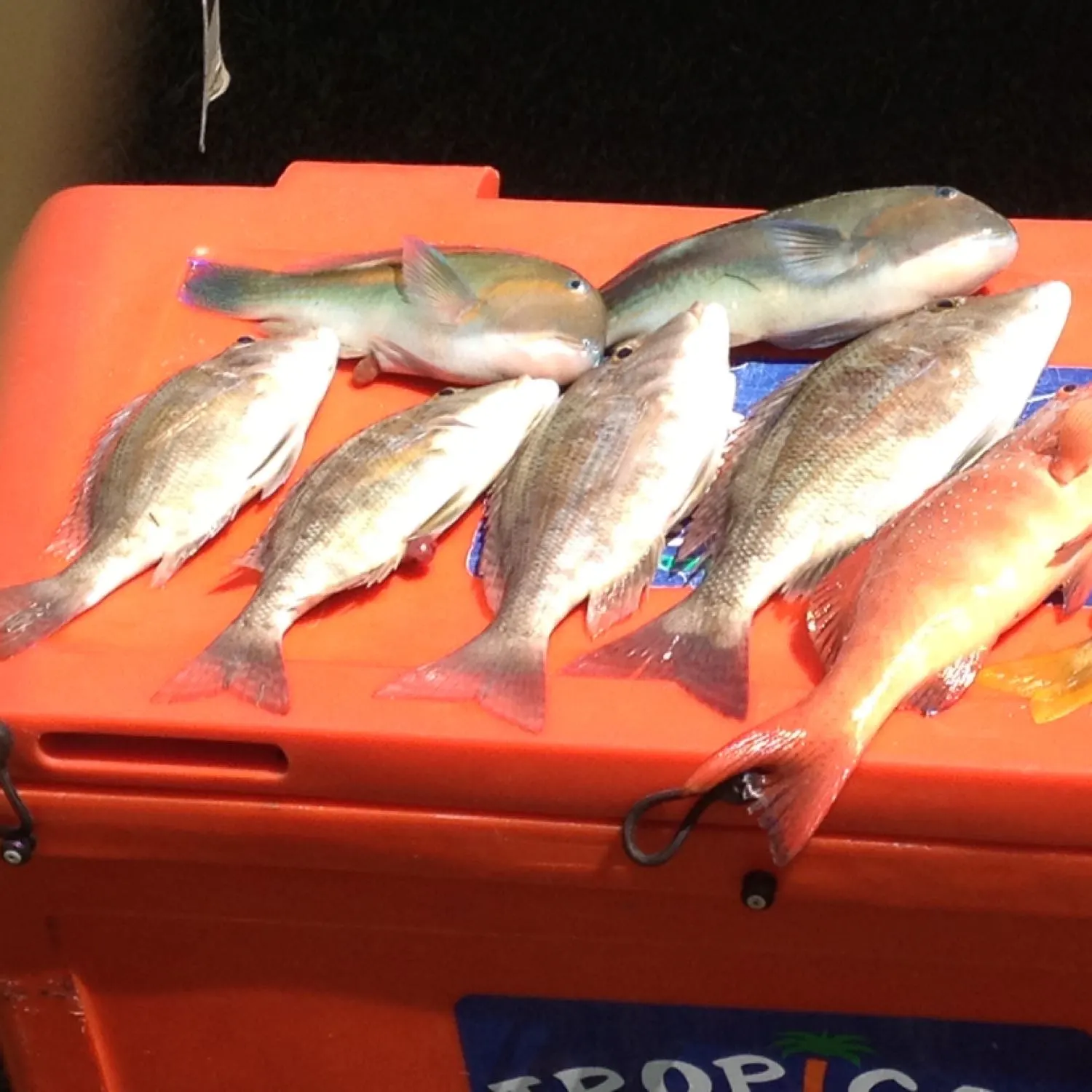 recently logged catches