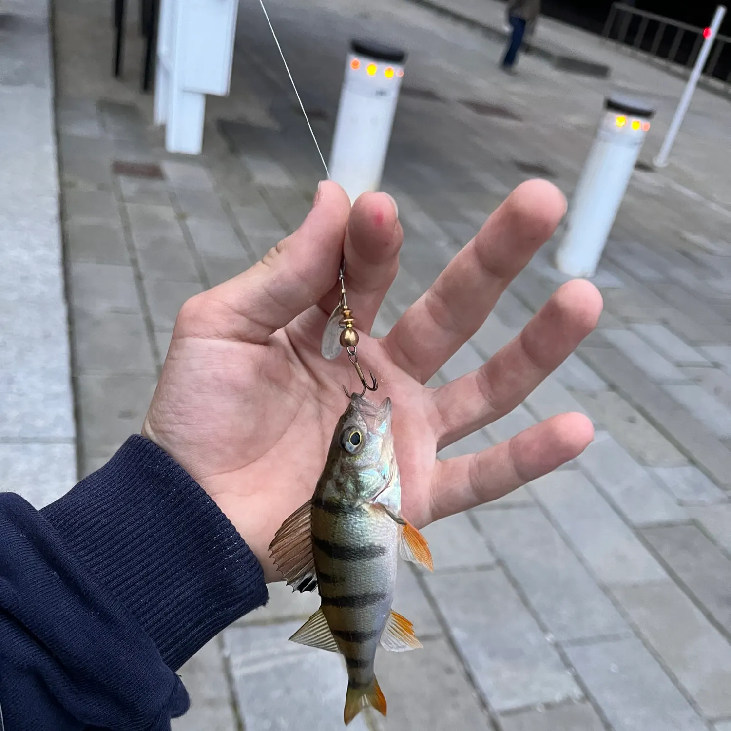 European perch caught on Fishbrain