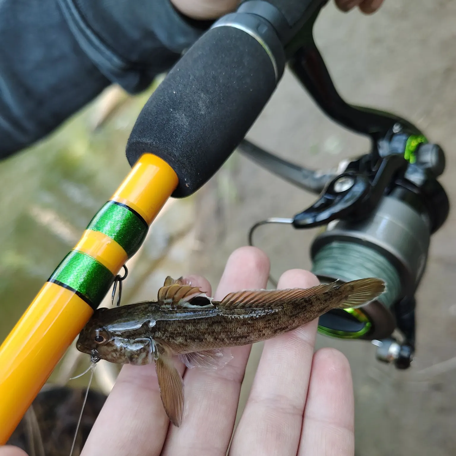 The most recent Round goby catches on Fishbrain