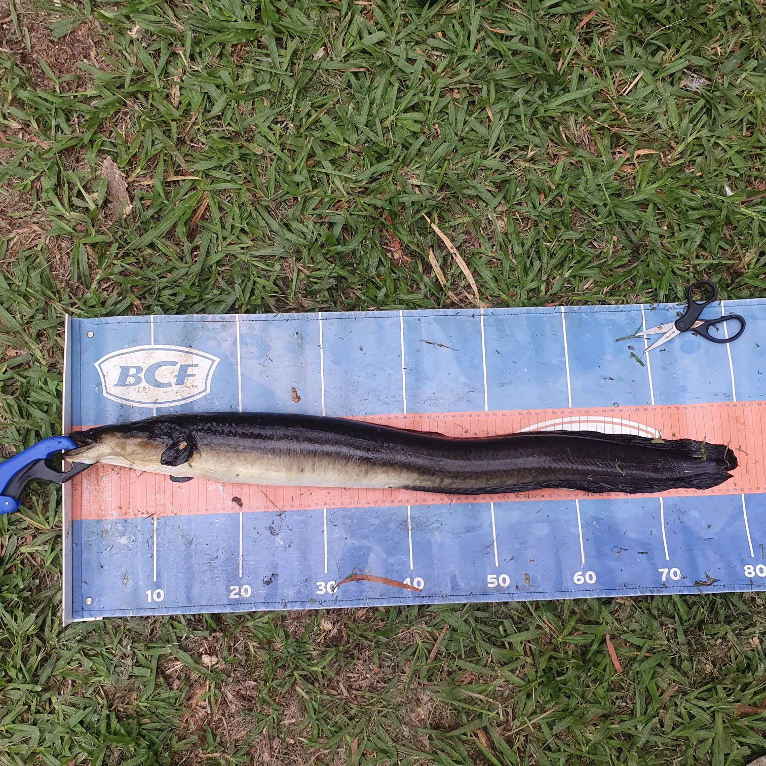 The most recent Speckled longfin eel catches on Fishbrain