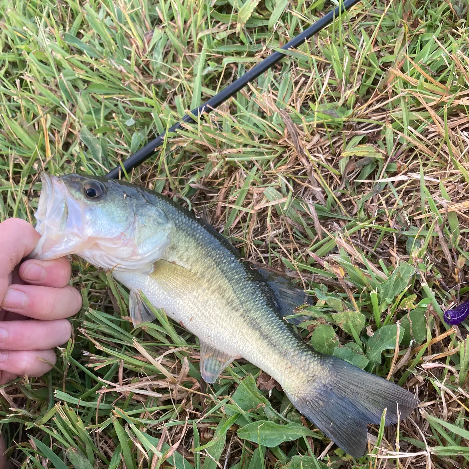 The most recent F1 bass catches on Fishbrain