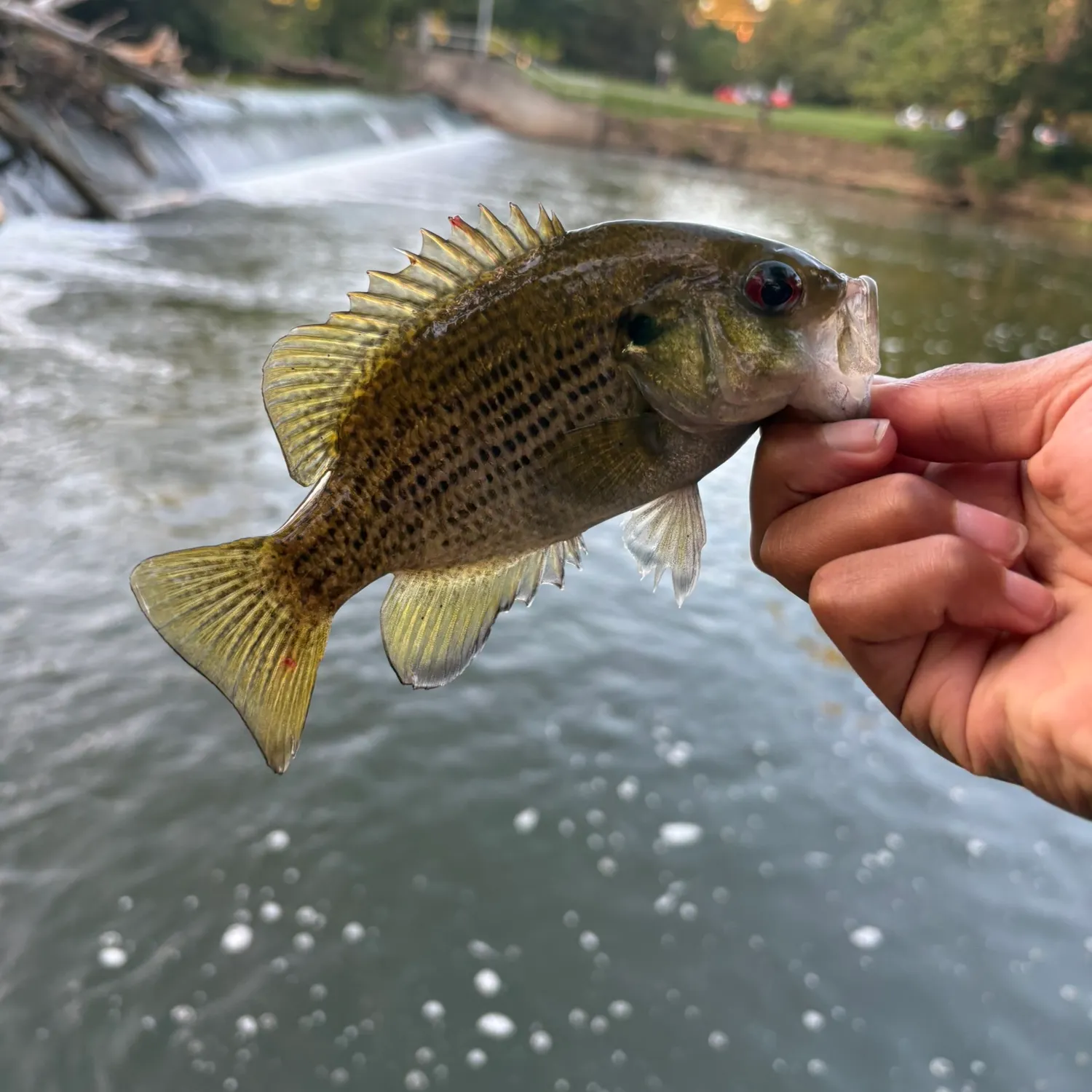 Rock bass caught on Fishbrain