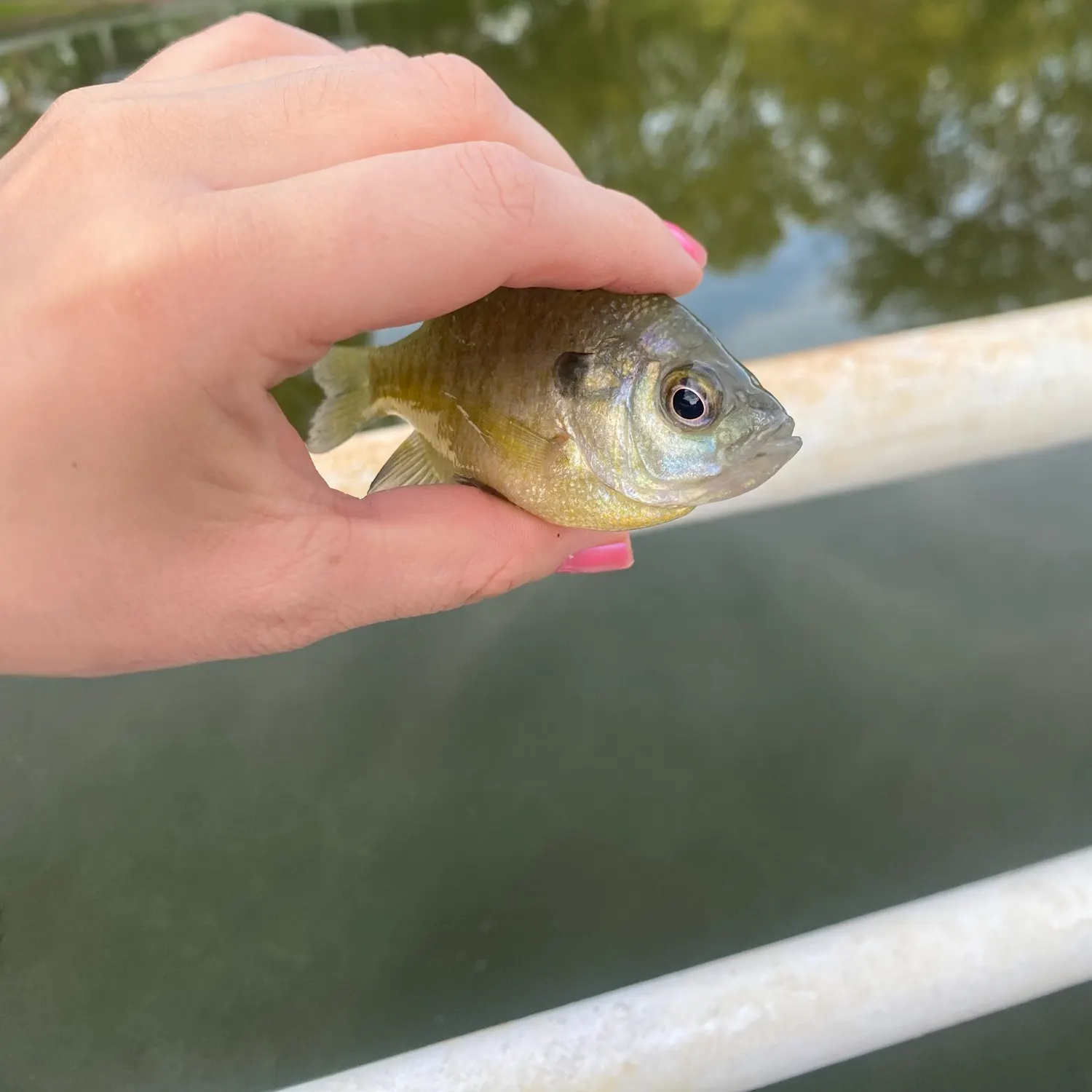 Bluegill caught on Fishbrain