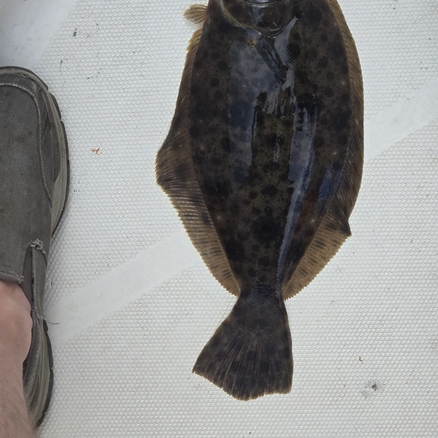 Summer flounder caught on Fishbrain