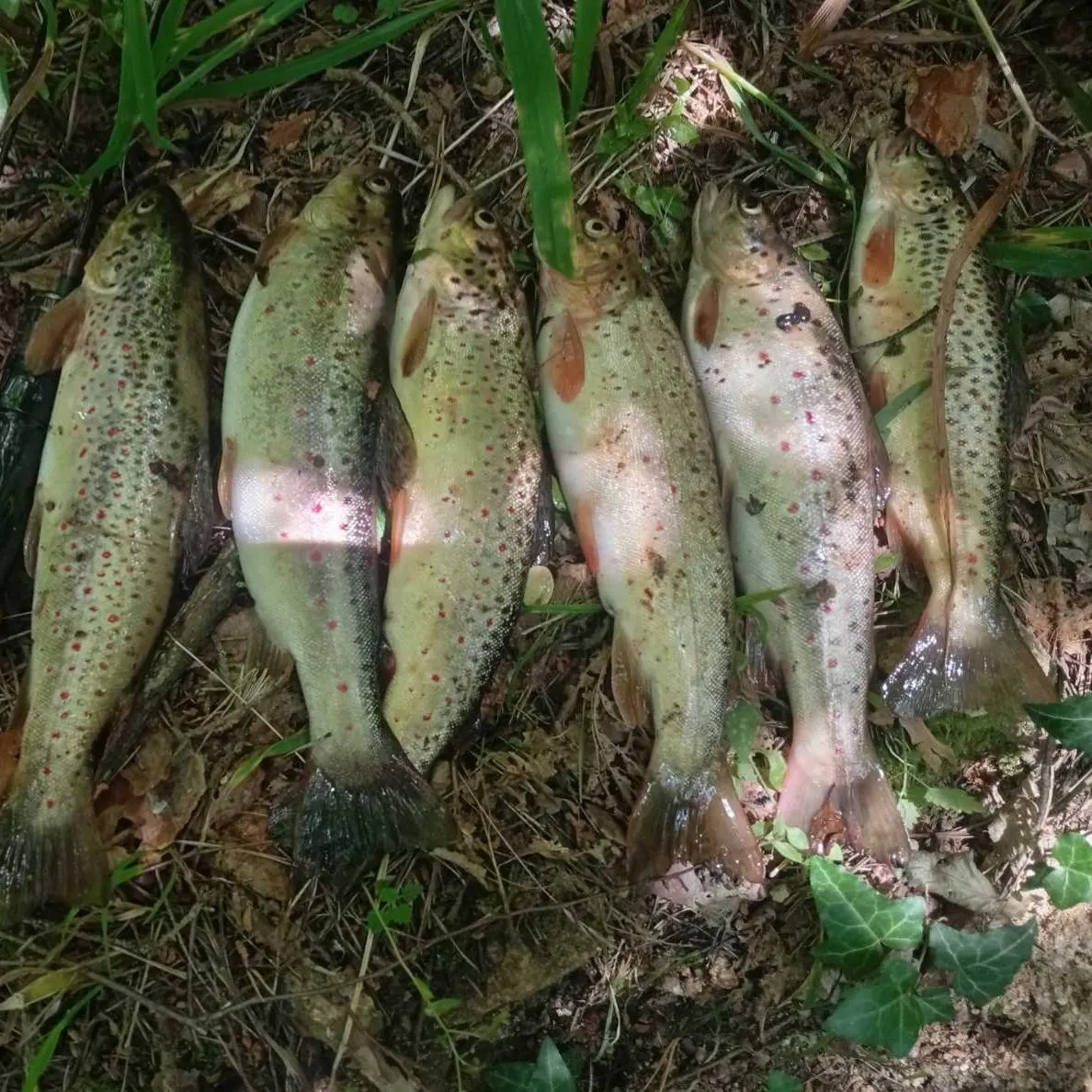 Brown trout caught on Fishbrain