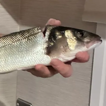 European seabass caught on Fishbrain