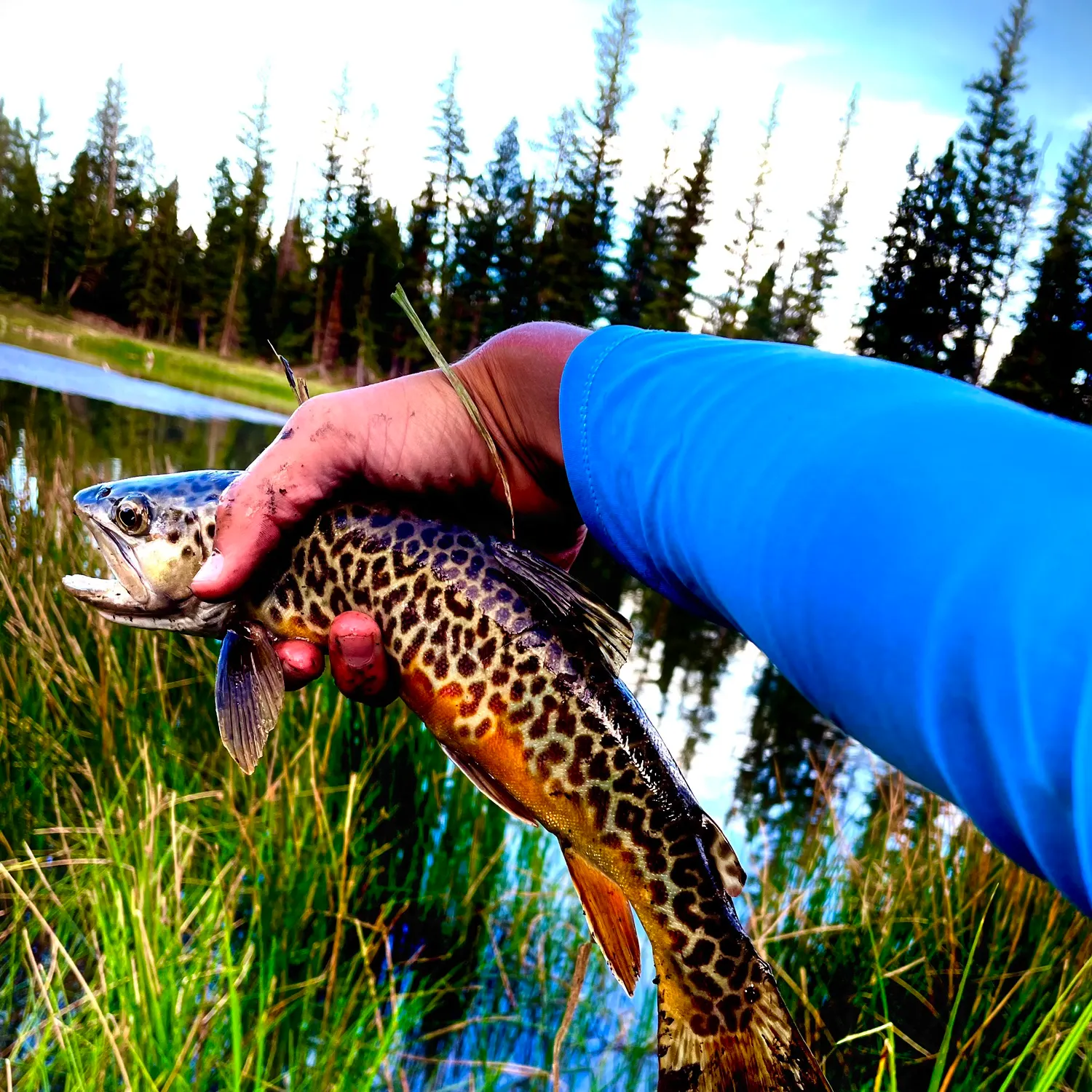 Tiger trout caught on Fishbrain