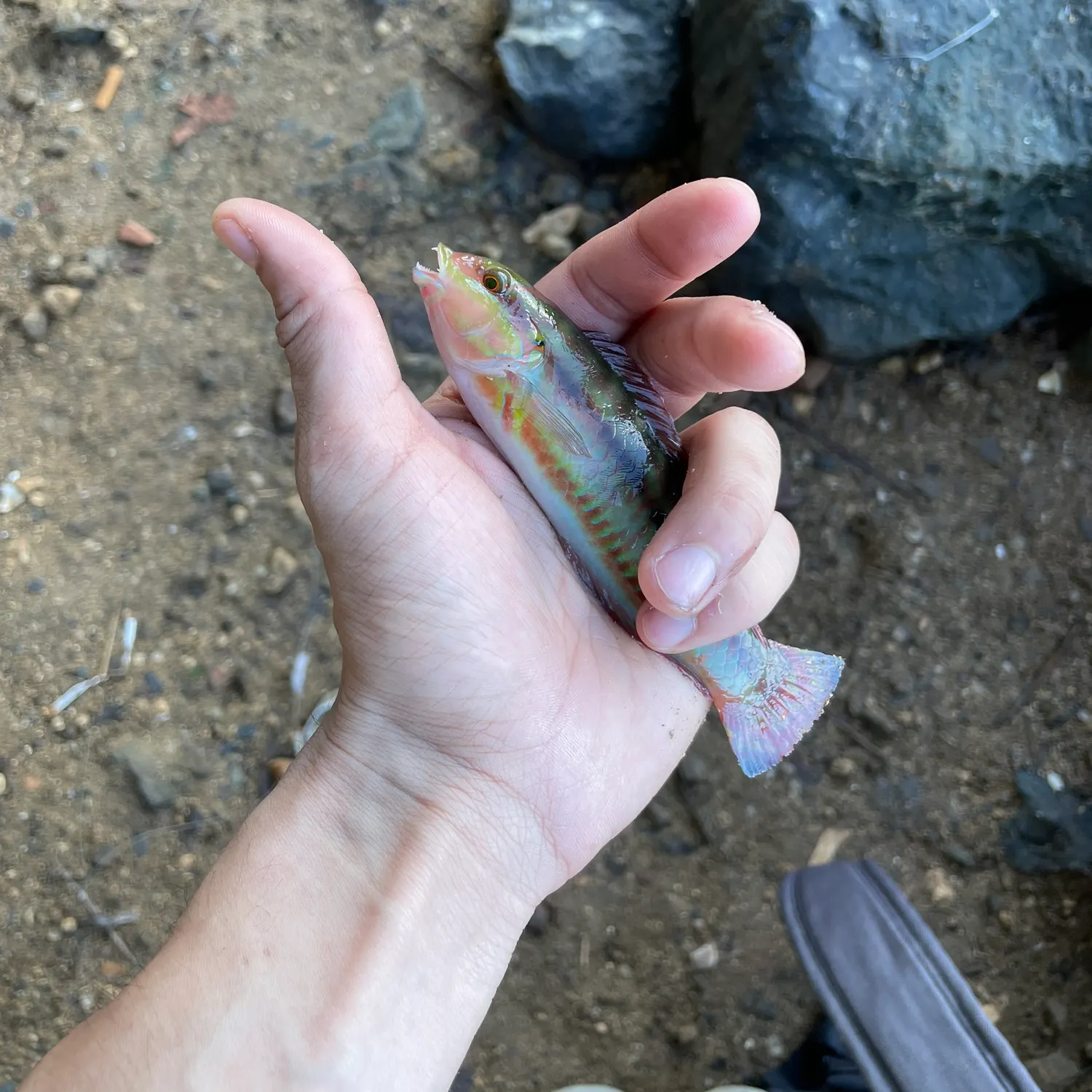 The most recent Slippery dick wrasse catches on Fishbrain