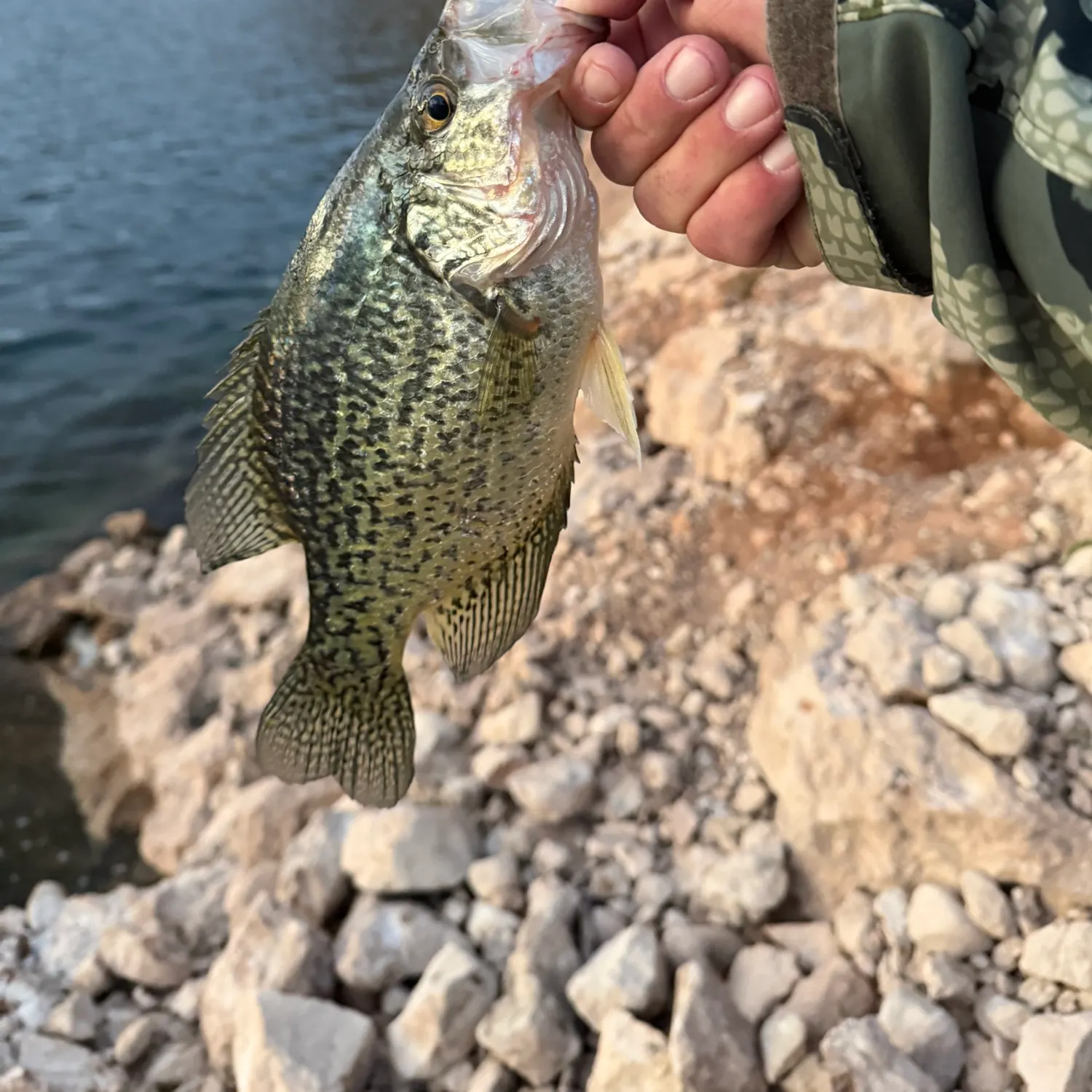 Black crappie caught on Fishbrain