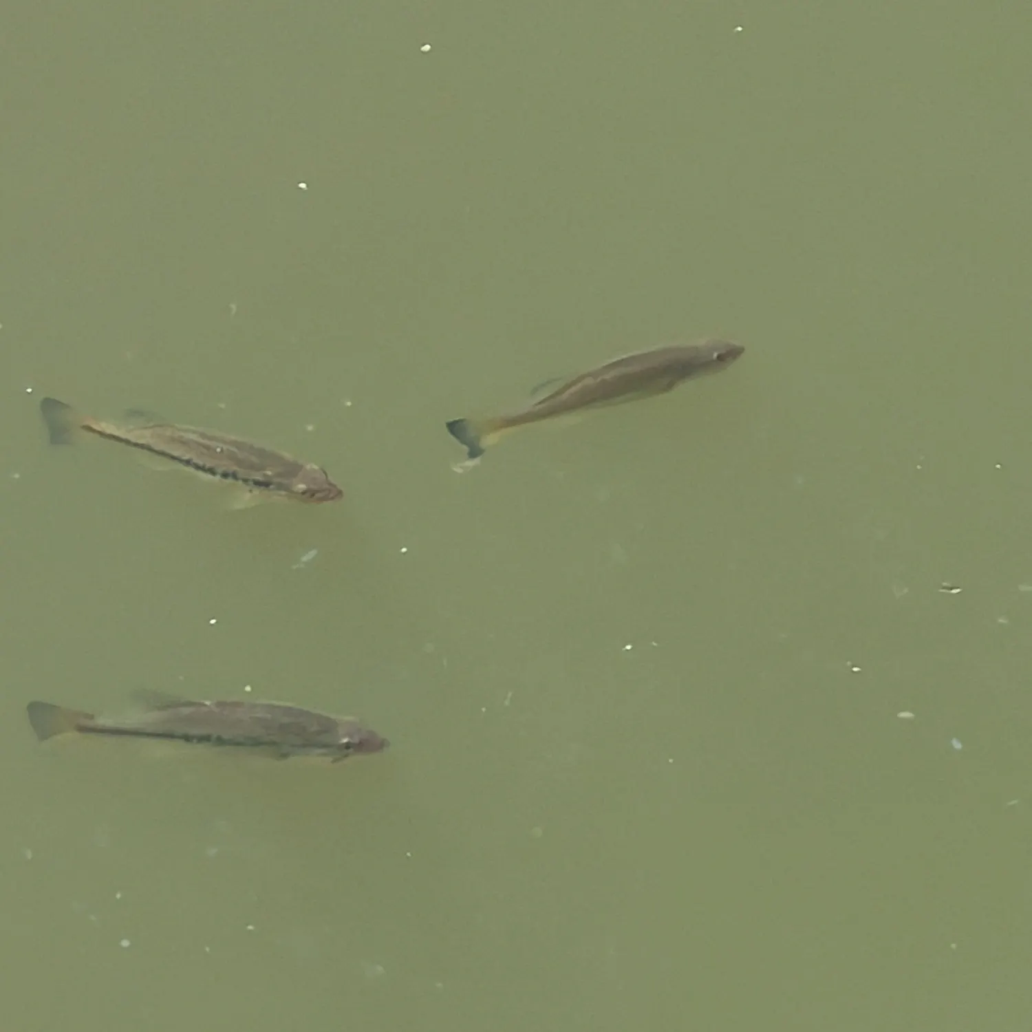 Fish caught on Fishbrain