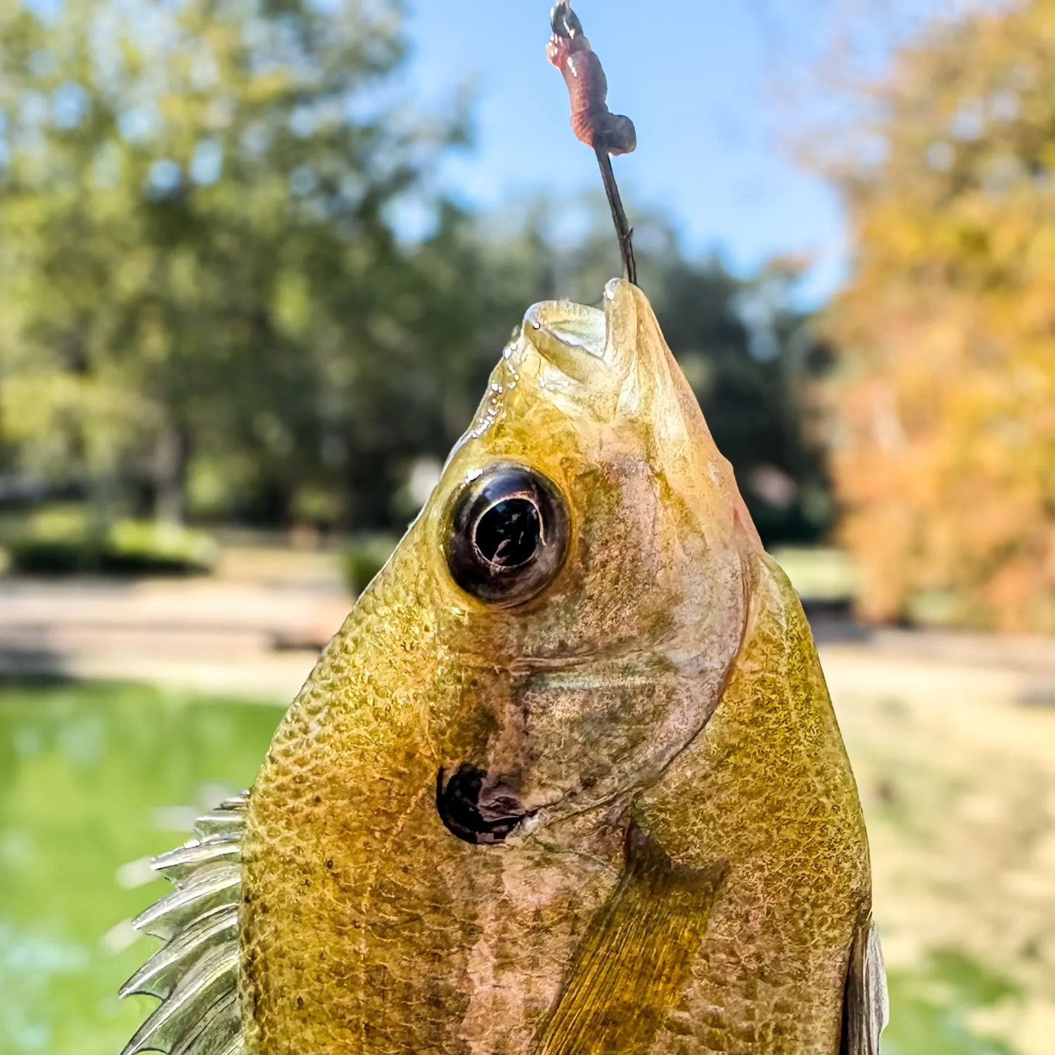 Bluegill caught on Fishbrain