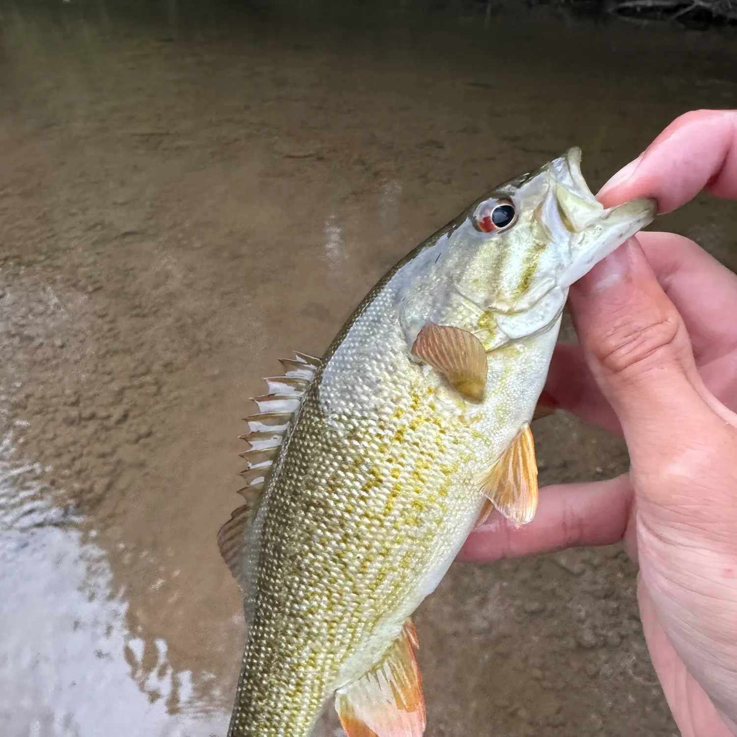 Smallmouth bass caught on Fishbrain