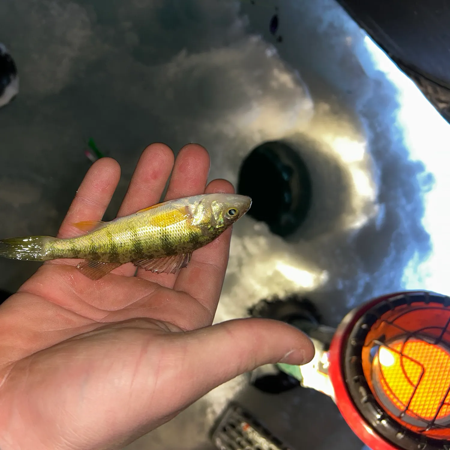 The most recent Yellow perch catches on Fishbrain