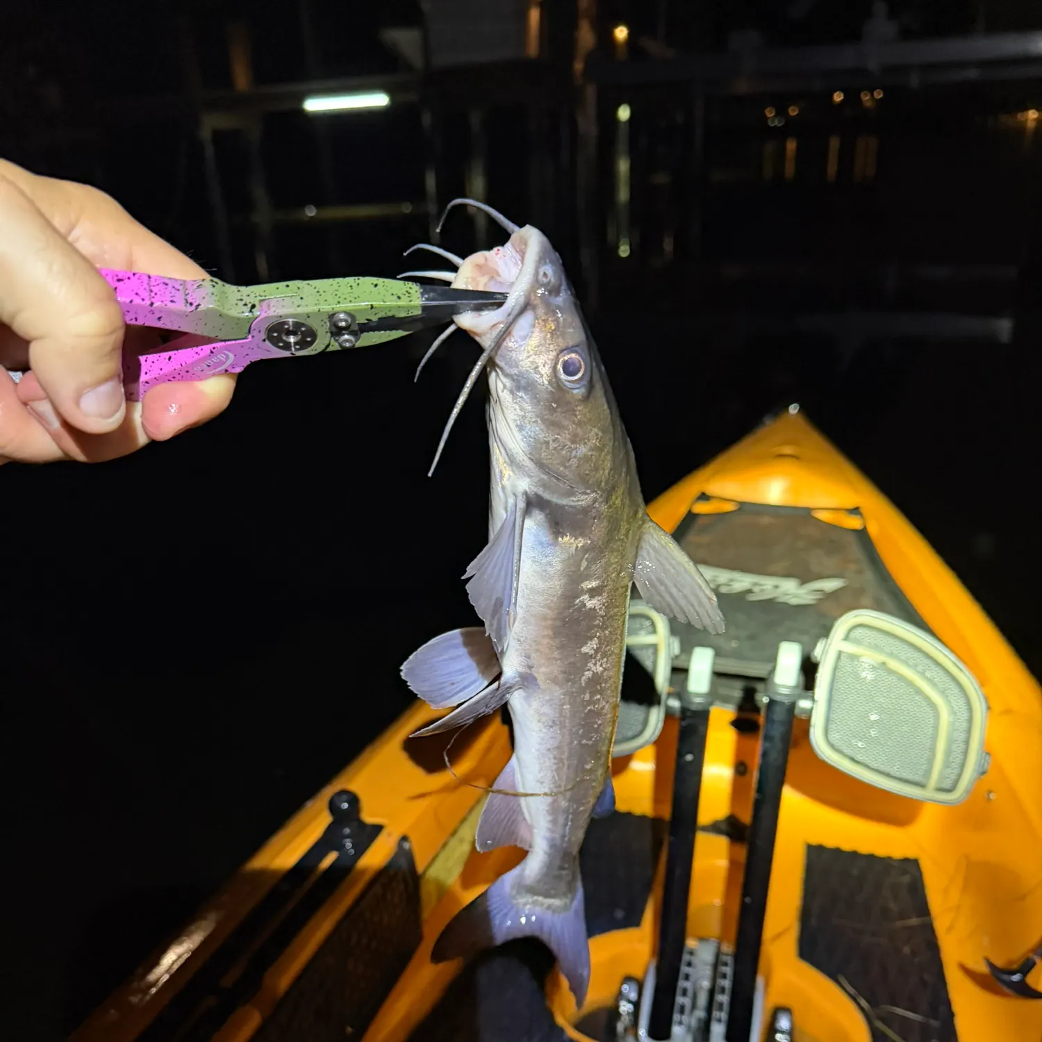 Hardhead sea catfish caught on Fishbrain