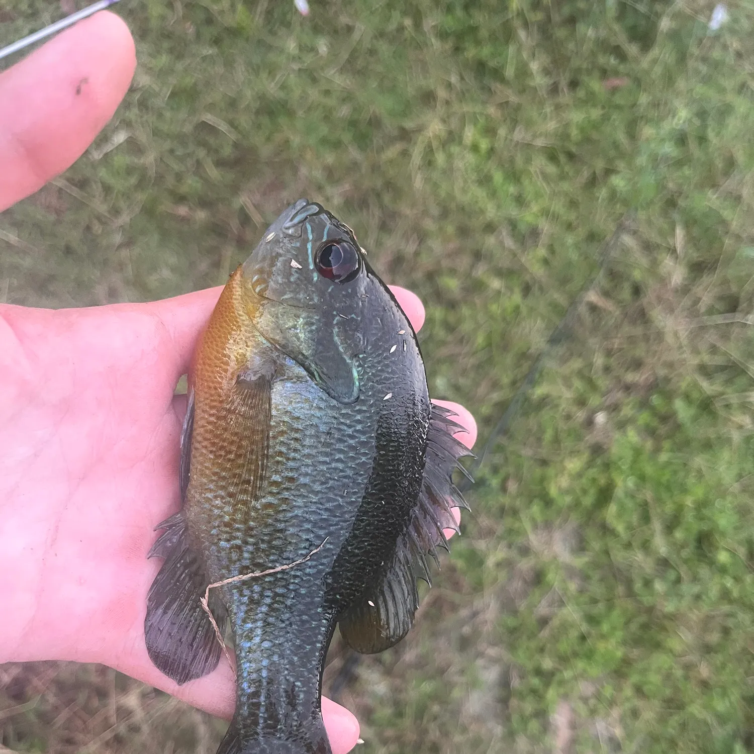 The most recent Greengill hybrid catches on Fishbrain