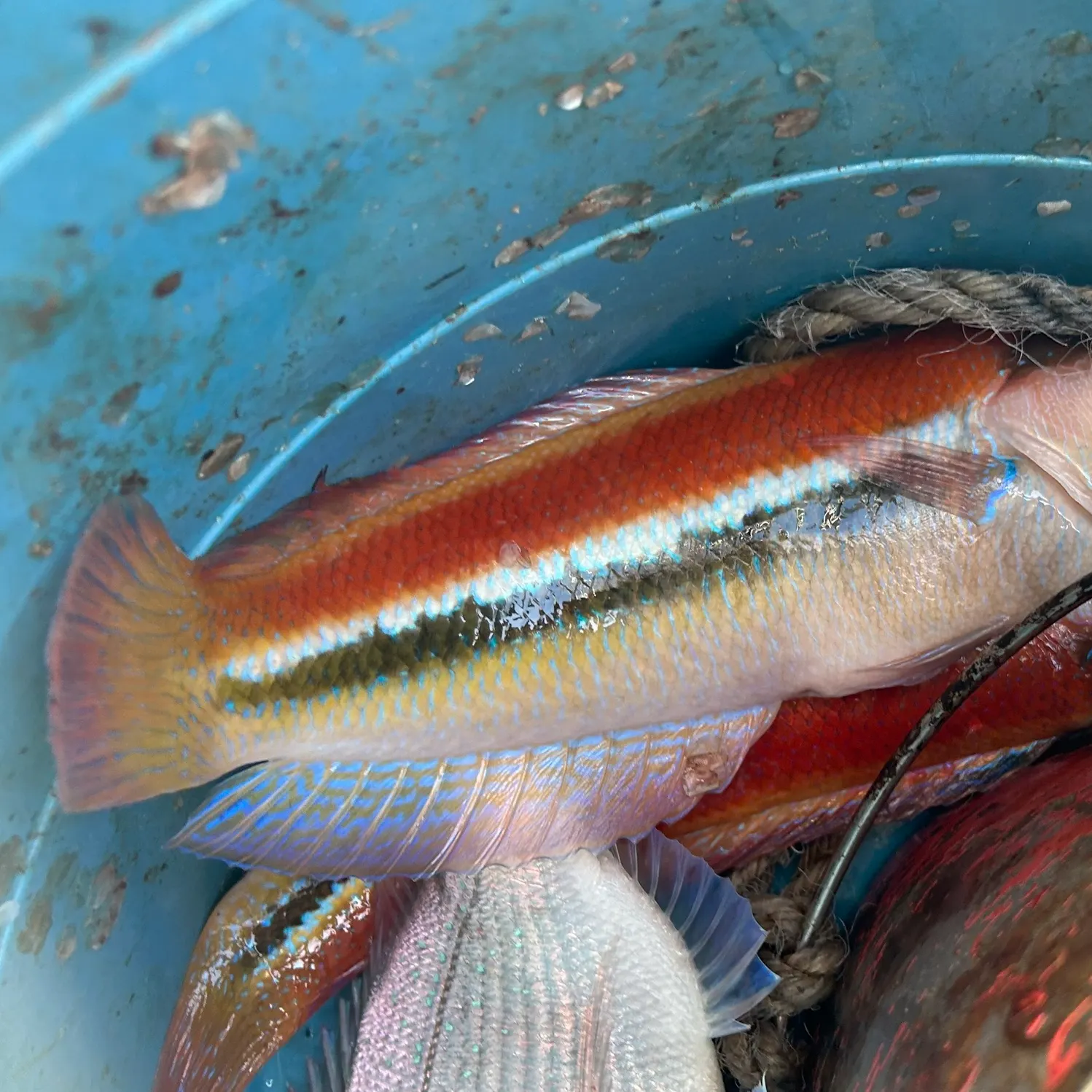 The most recent Maori wrasse catches on Fishbrain