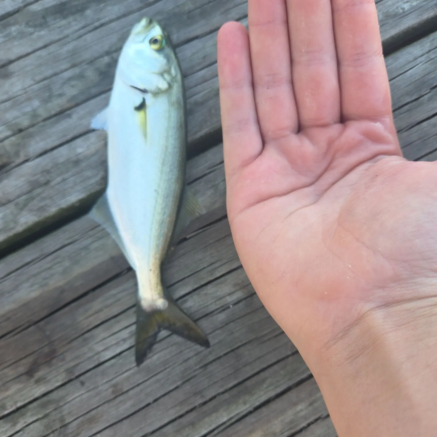 Bluefish caught on Fishbrain