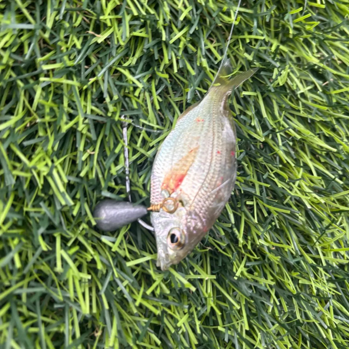 The most recent Smallscale yellowfish catches on Fishbrain