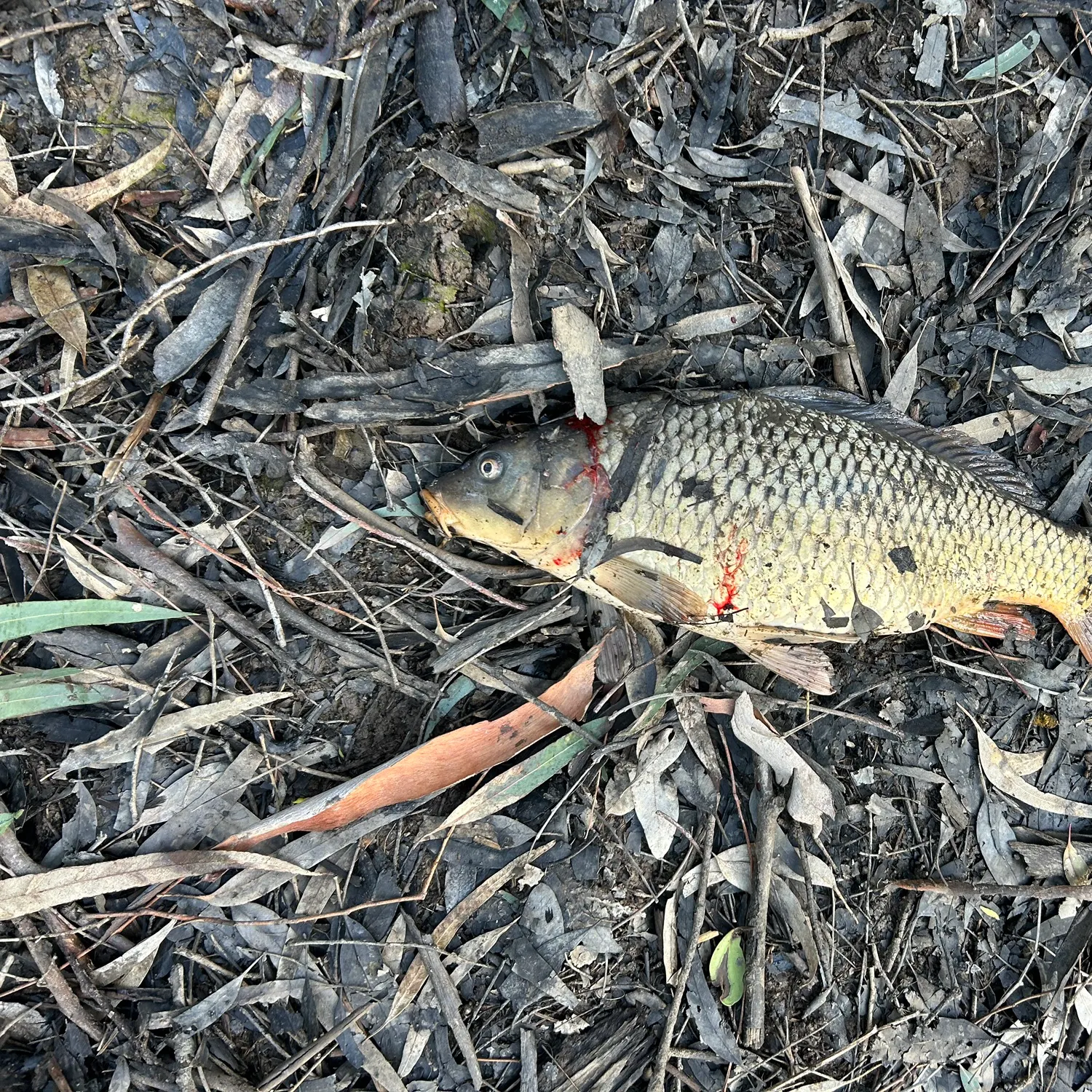 The most recent Common carp catches on Fishbrain