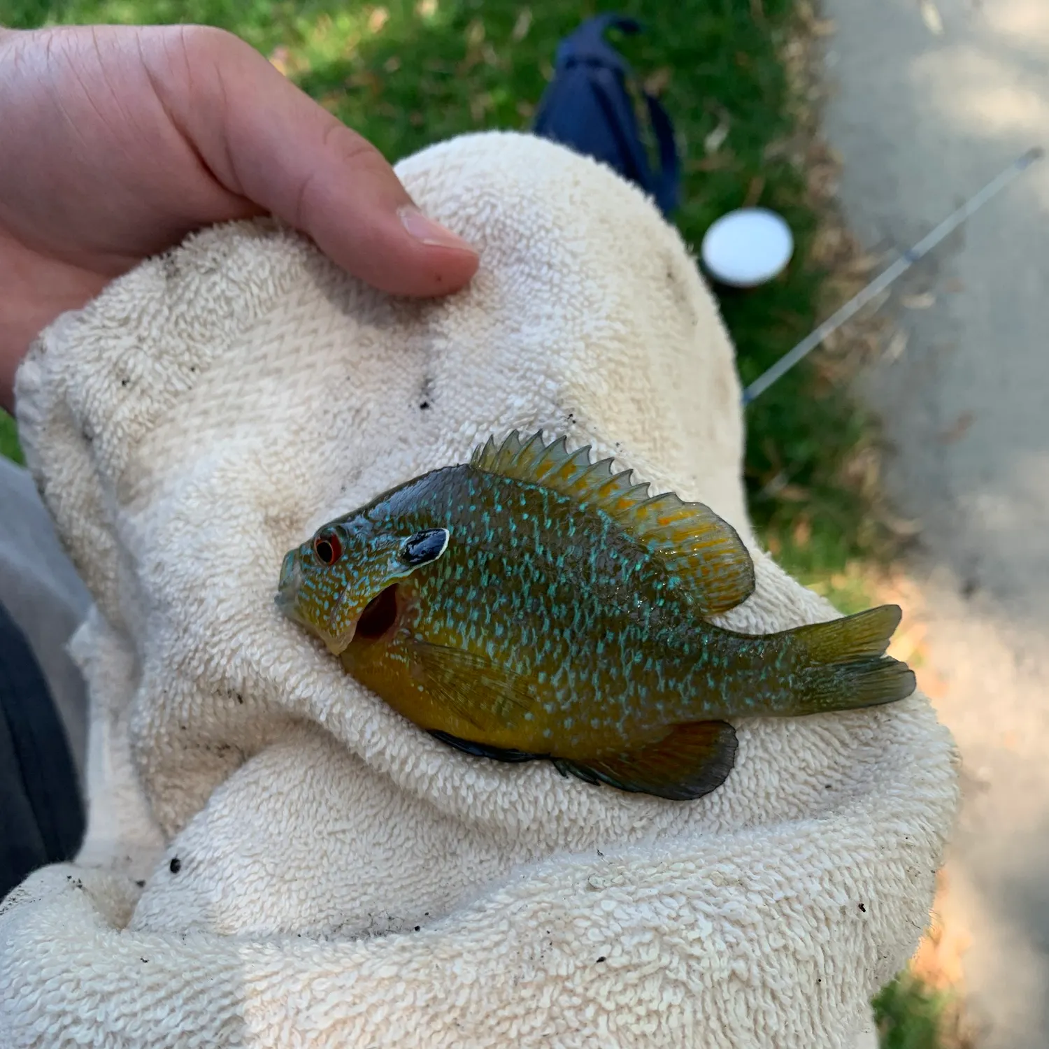 catch