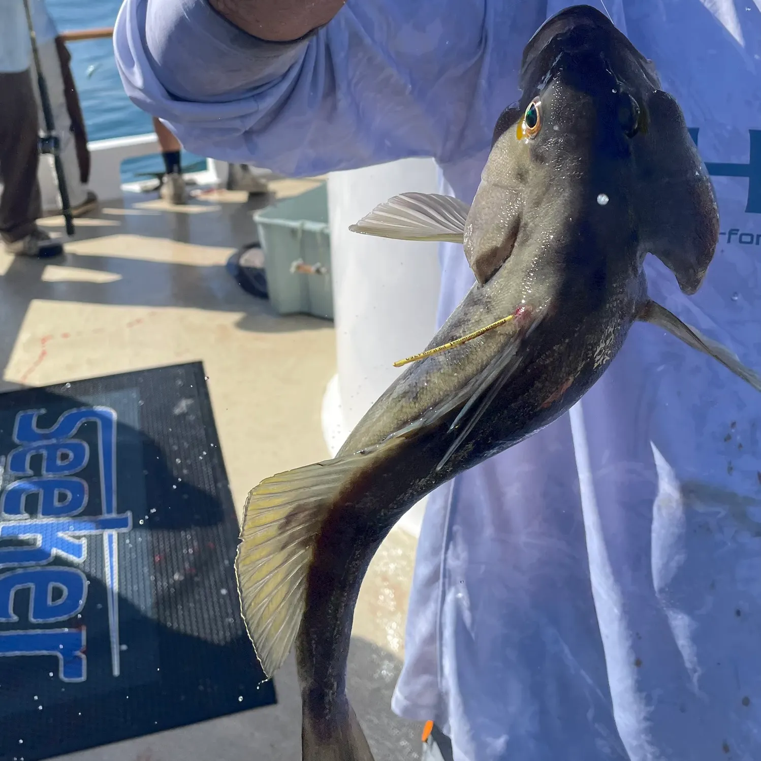 Barred sand bass caught on Fishbrain
