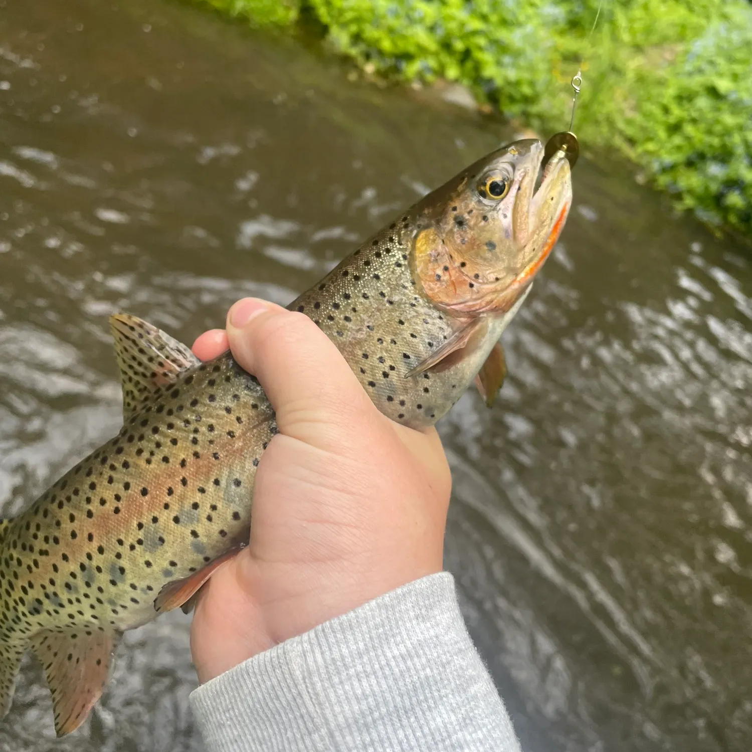 most liked catch image