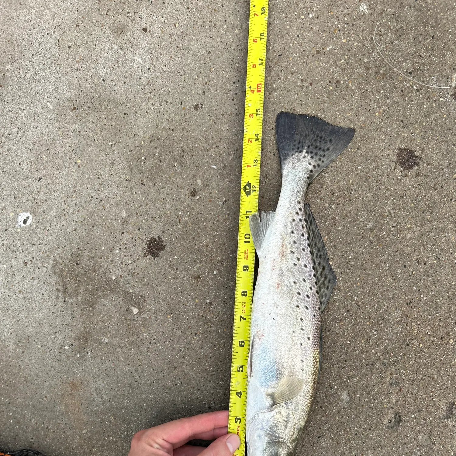 Spotted seatrout caught on Fishbrain