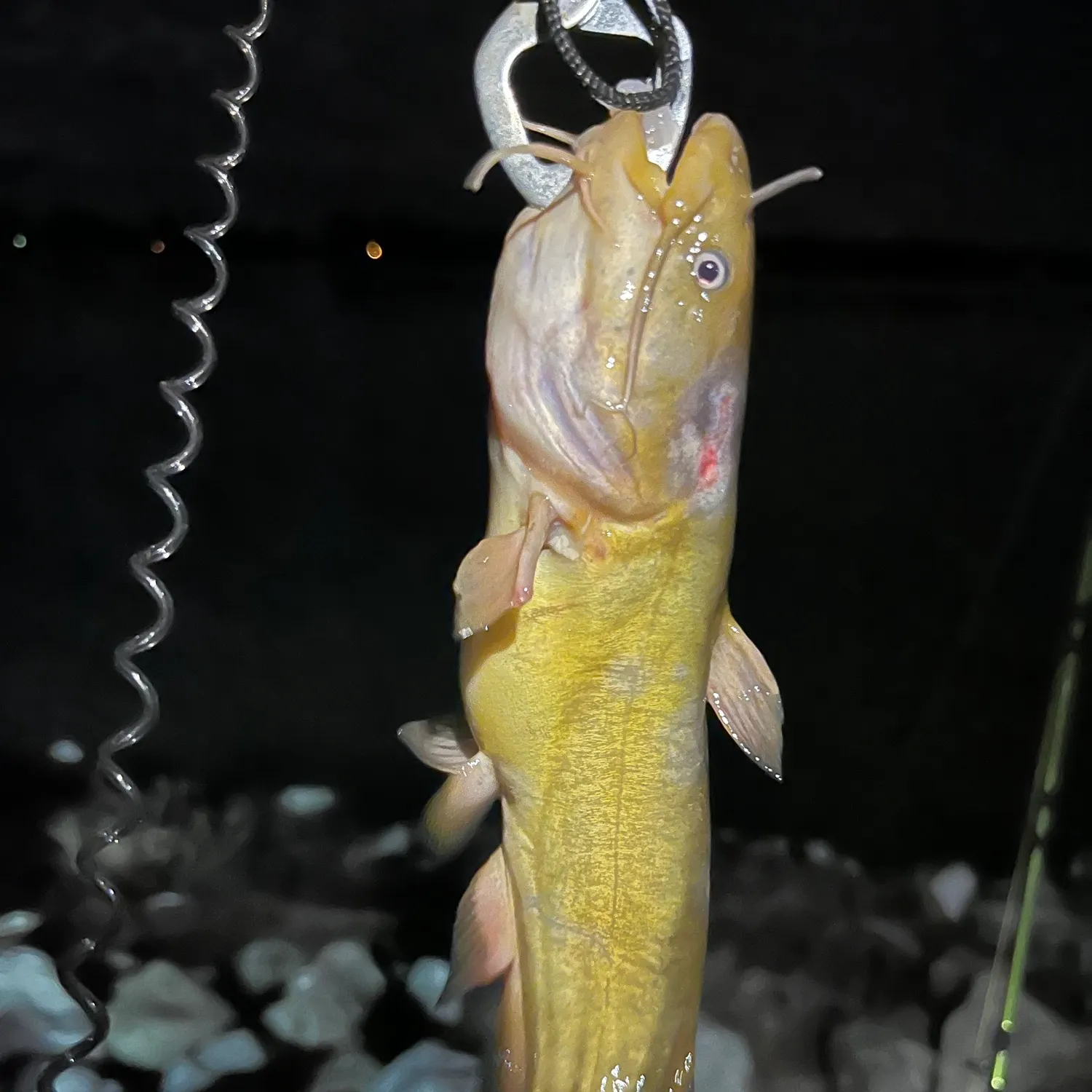 Yellow bullhead caught on Fishbrain