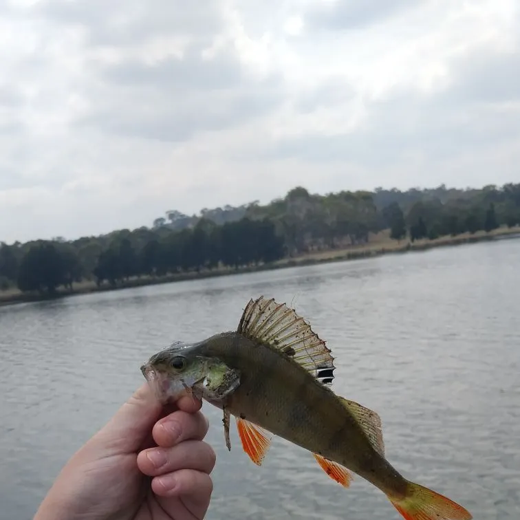 The most recent European perch catches on Fishbrain